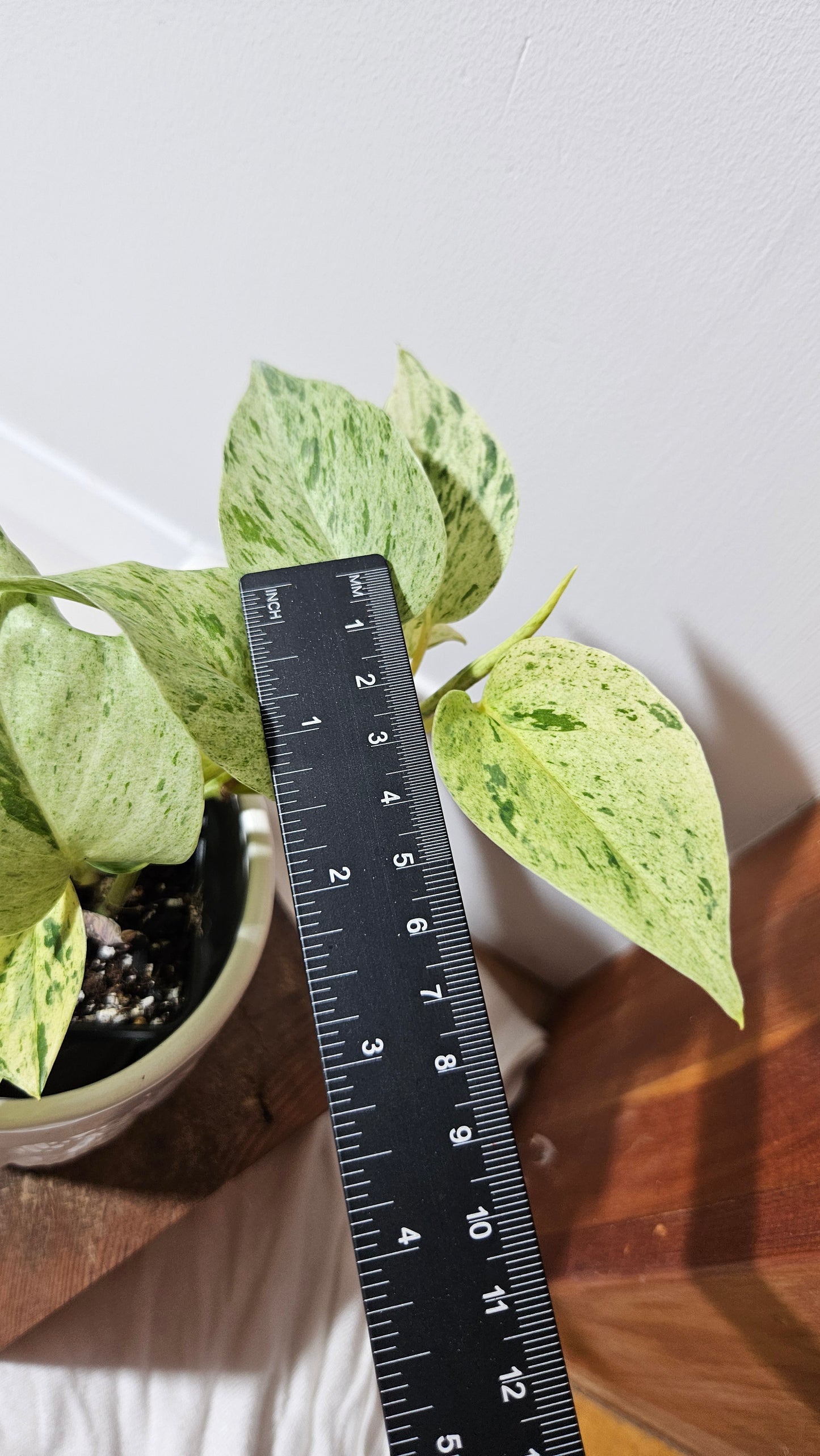 Epipremnum Aureum Marble Queen "version Snow Queen" (EPI-178)