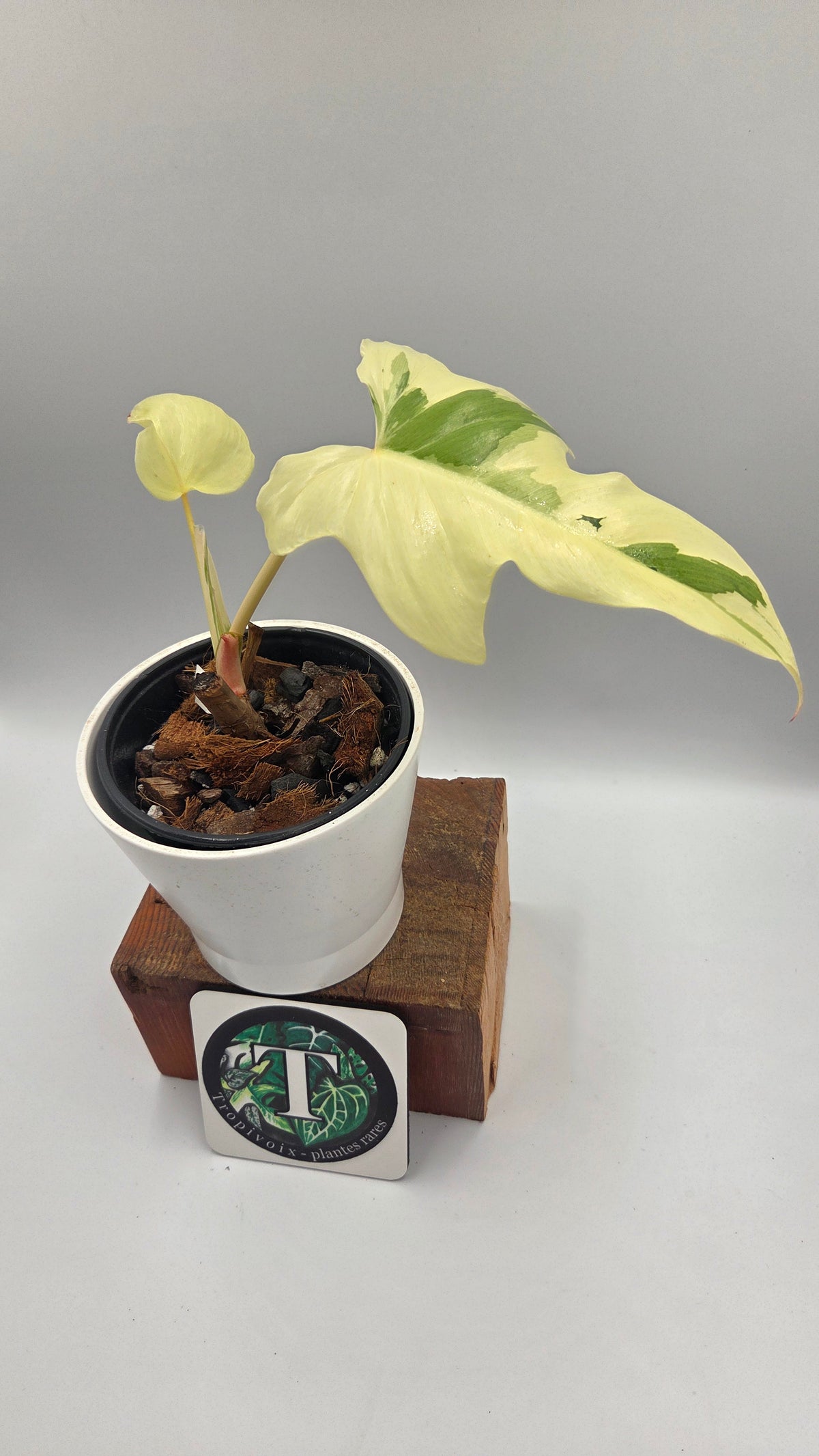 Philodendron Golden Dragon Variegata (PHI-1086)