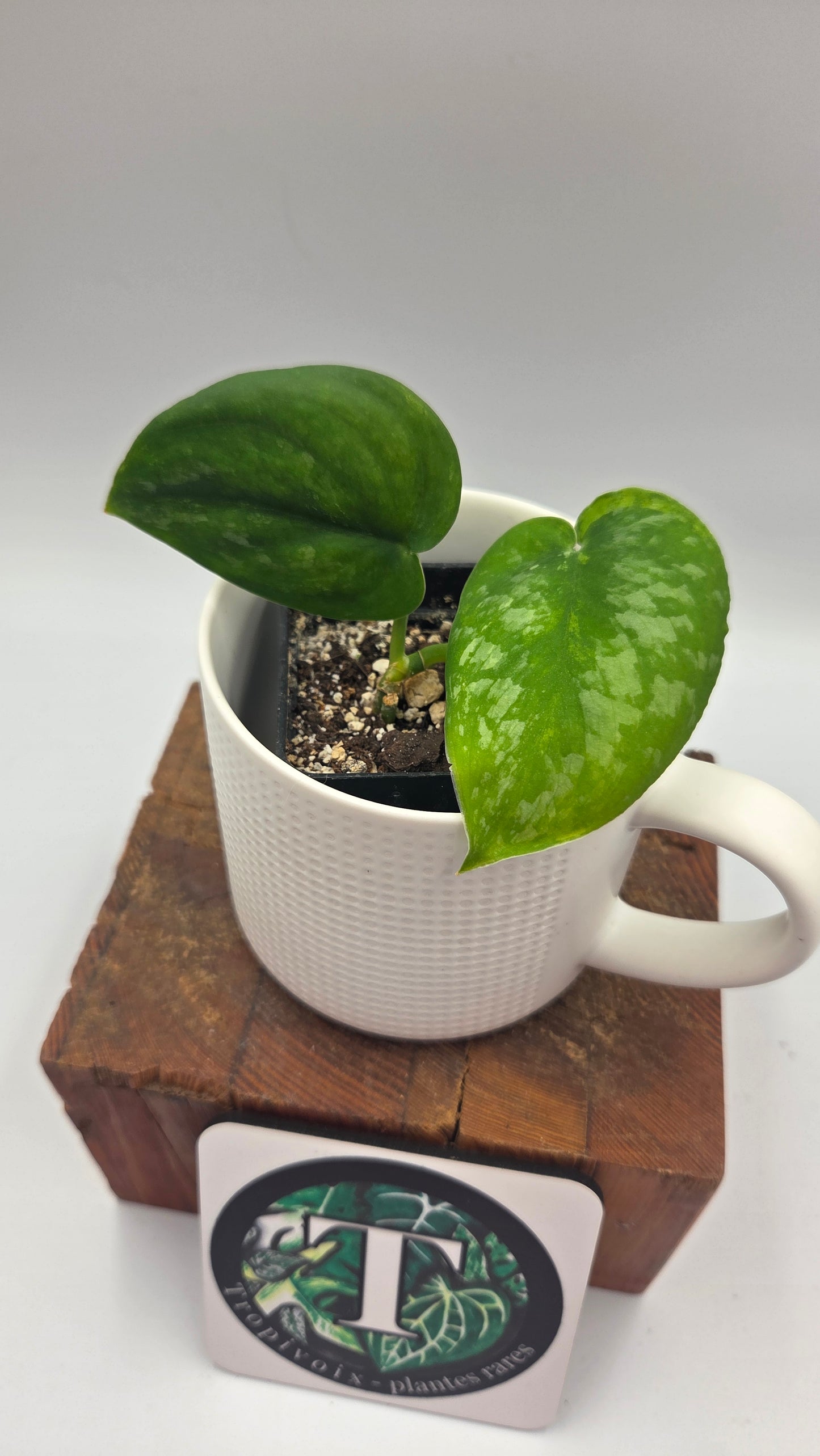 Scindapsus Silver Splash "Green on Green" (SCI-912)