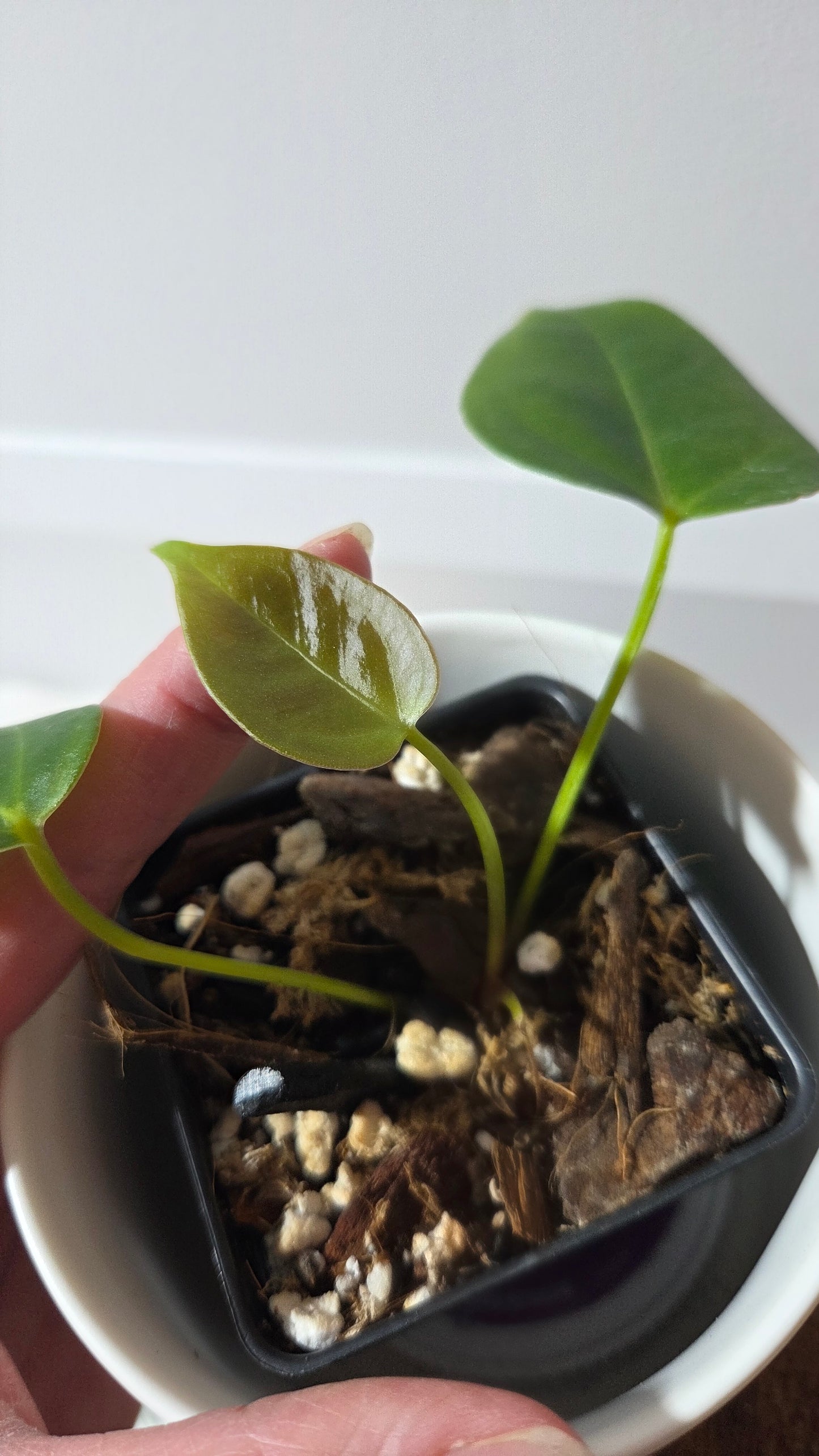 Anthurium Silver Blush X Subsignatum "format PETIT" (ANT-653)