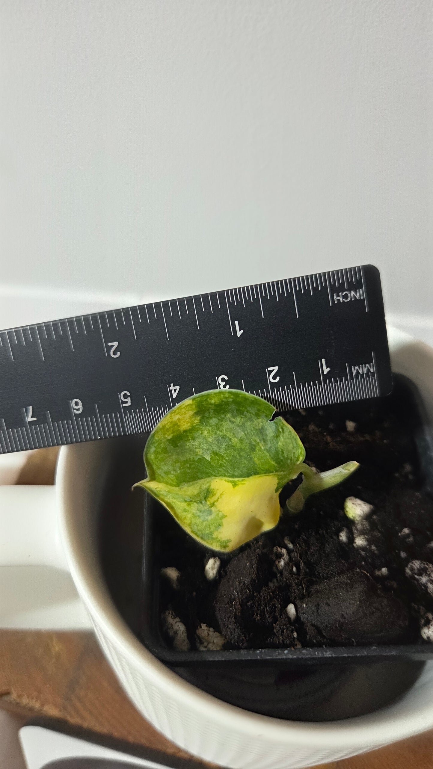 Scindapsus Andalas (SCI-1188)