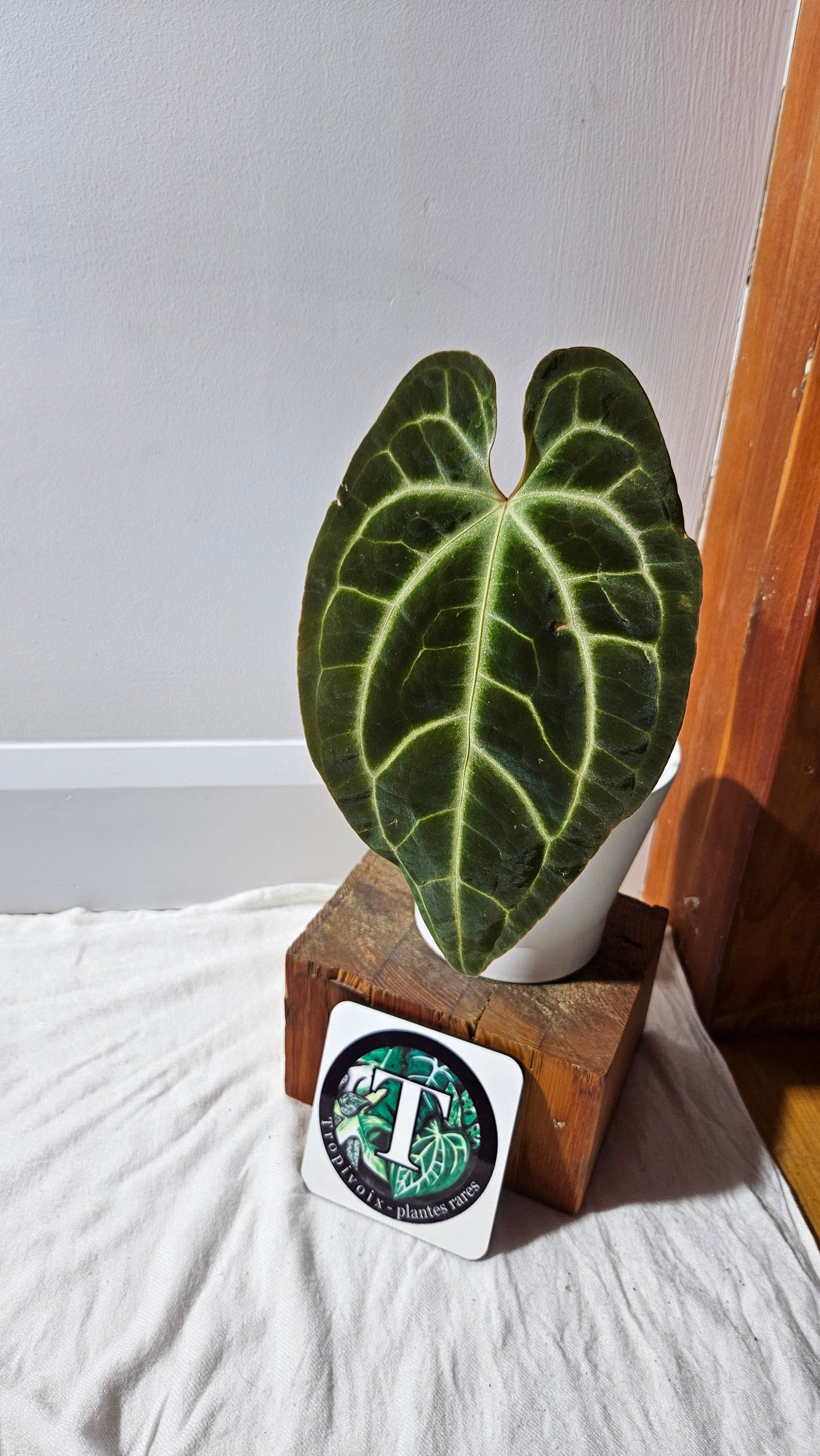 Anthurium Besseae Aff Dark "Format MOYE/LARGE" (ANT-618)