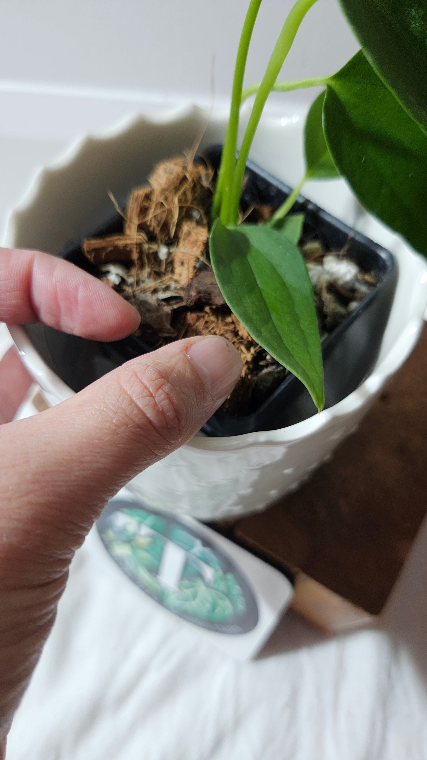 Anthurium Cirinoi X Papillilaminum "format PETIT" (ANT-596)