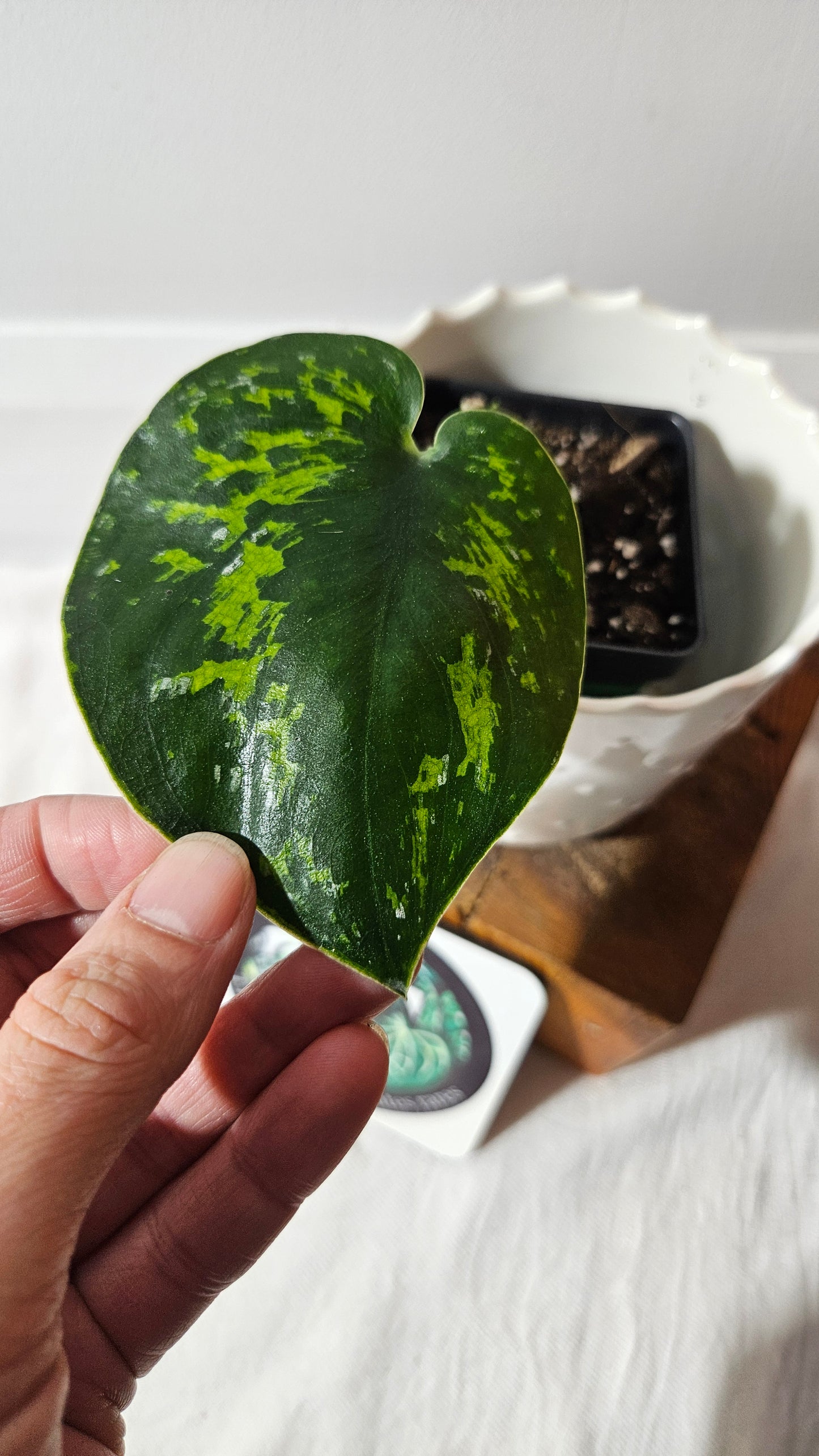 Scindapsus Macan (SCI-1005)