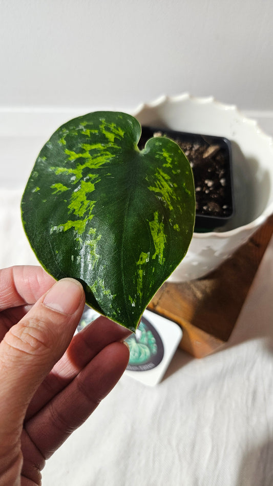 Scindapsus Macan (SCI-1005)