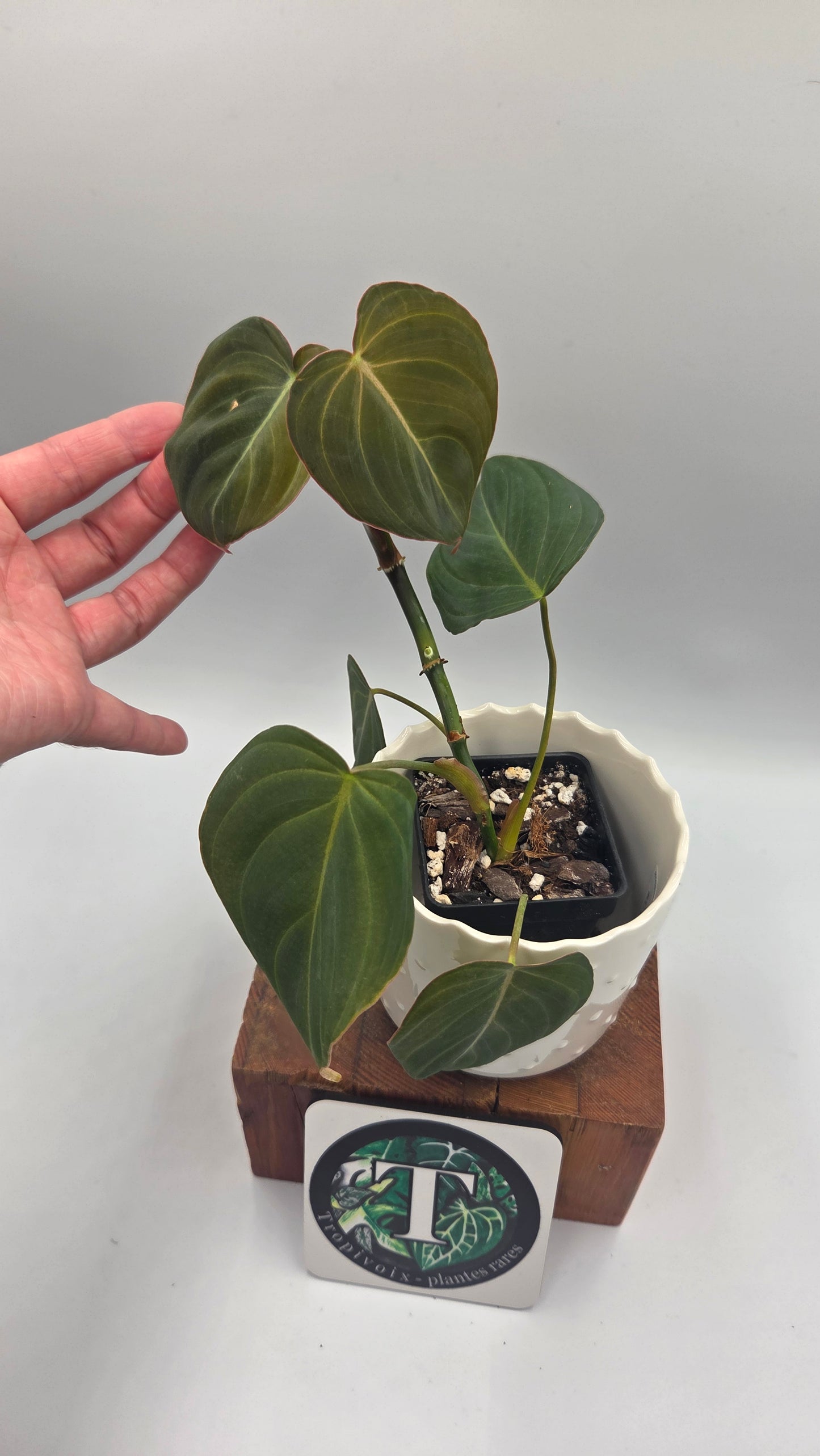 Philodendron Glorious (PHI-1039)