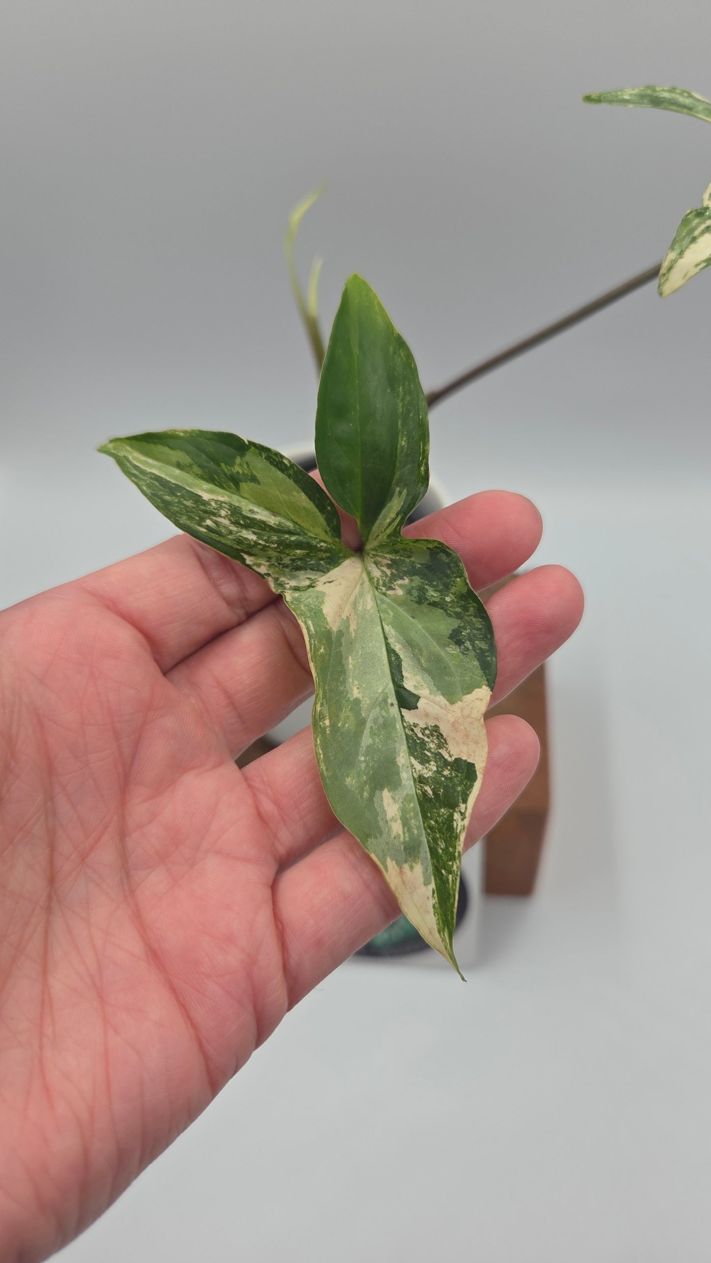 Syngonium Albo (SYN-351)