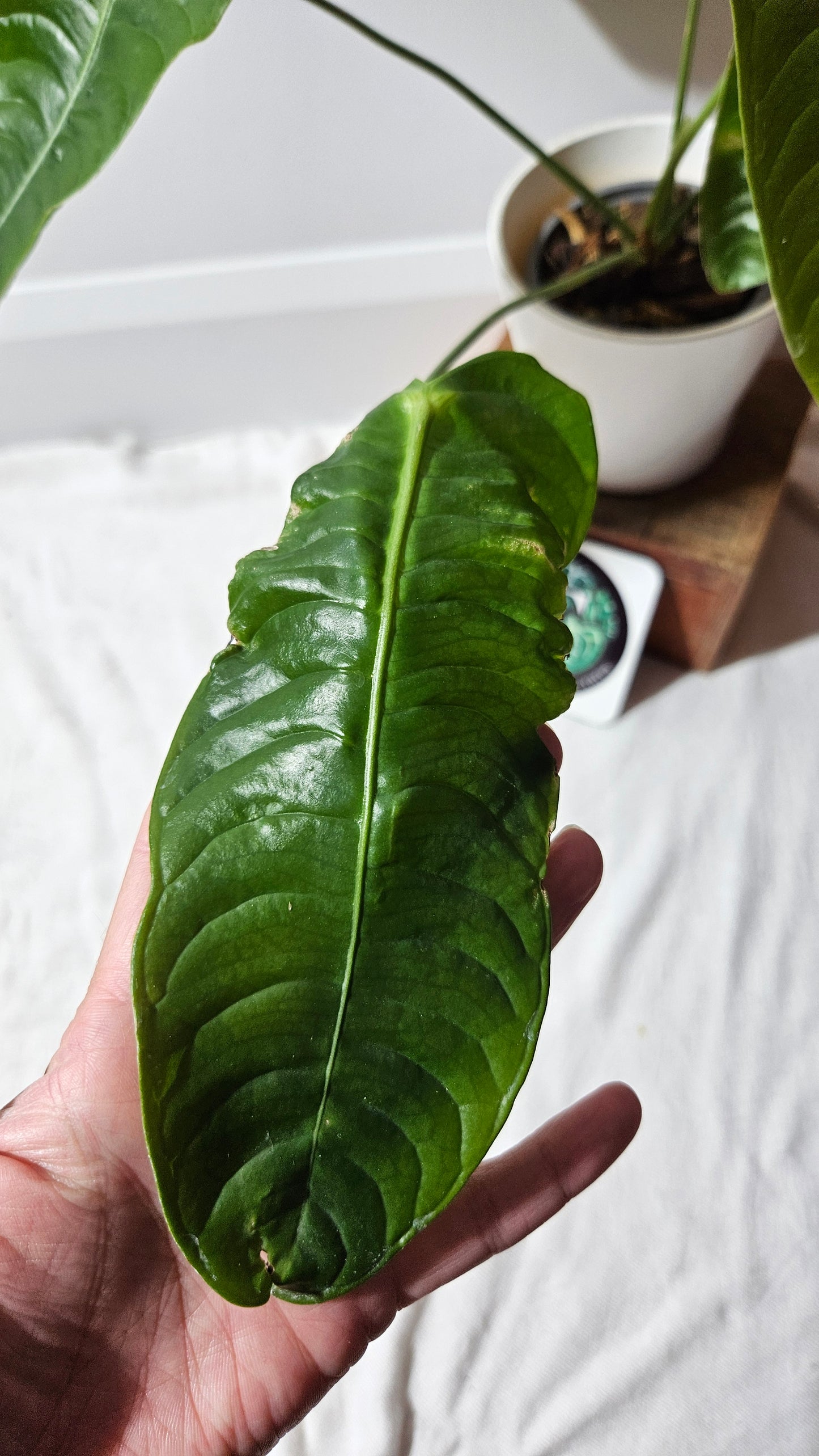 Anthurium Veitchii El cauca "format MOYEN/LARGE" (ANT-488)