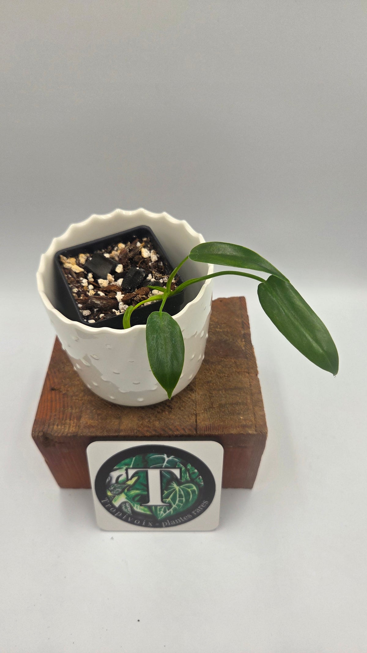 Philodendron Dayaneth Dreams/(Paloraense/Spiritus Santi) (PHI-1090)