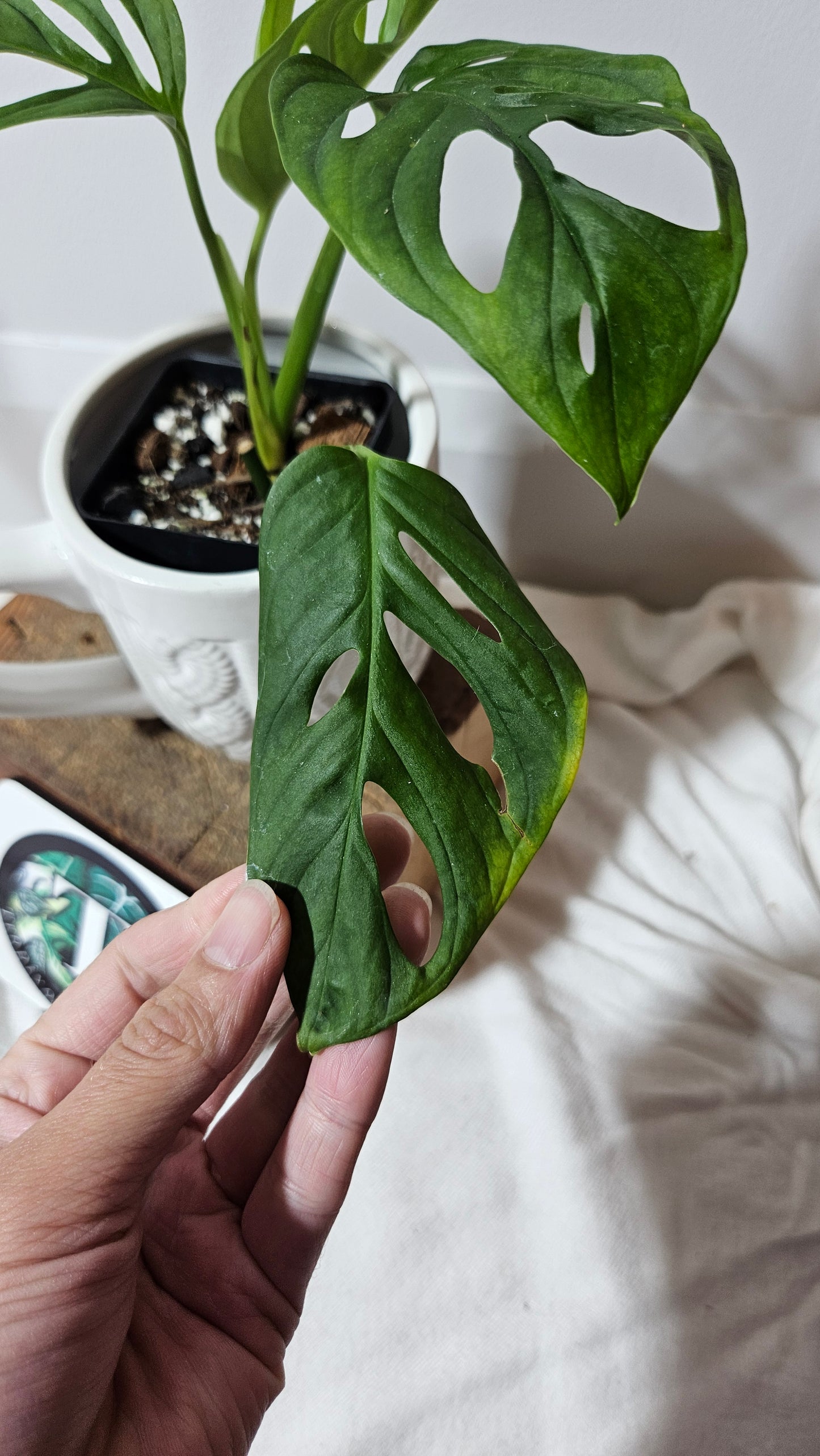 Monstera Acuminata (MON-227)