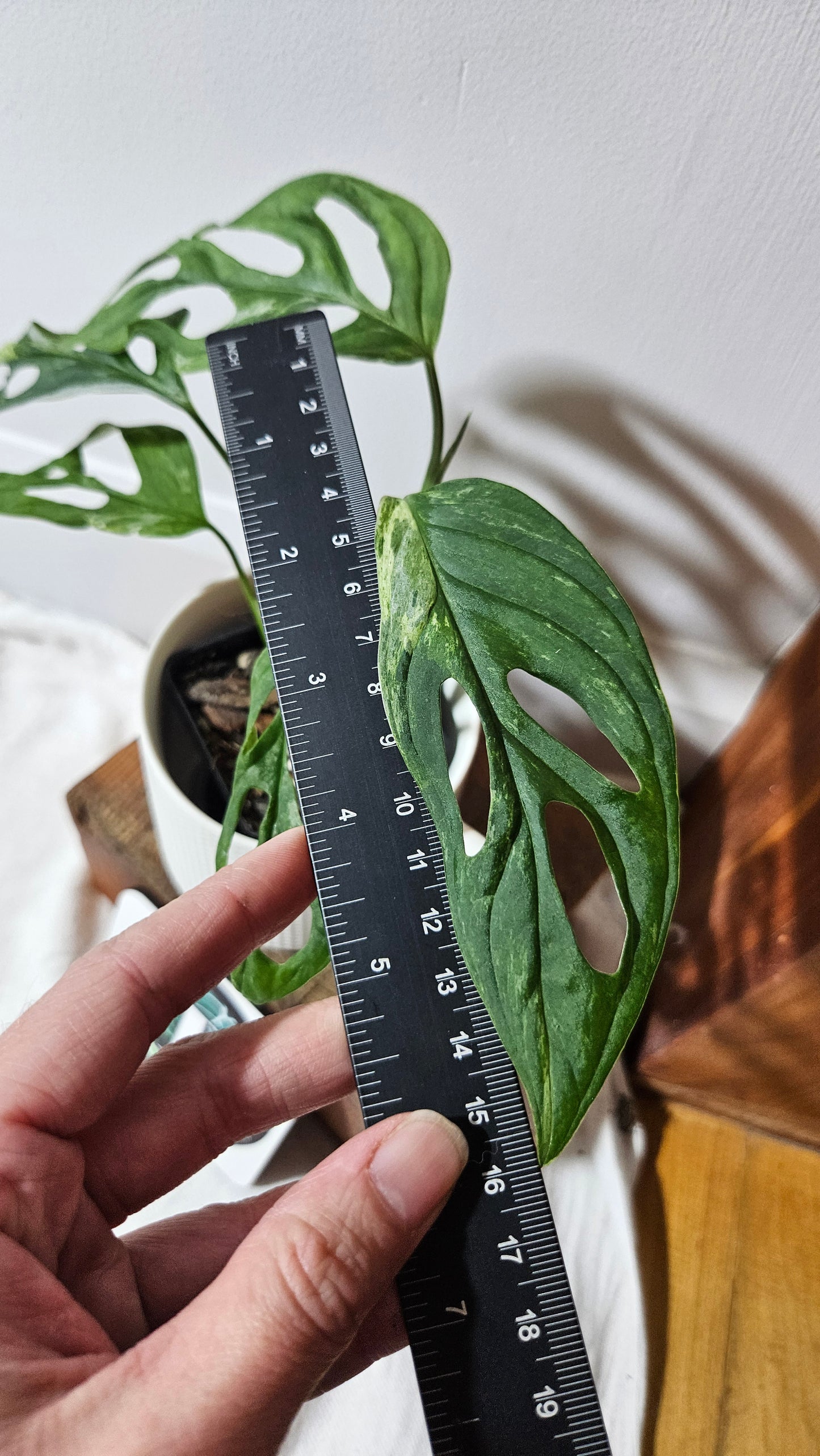 Monstera Andasonii Mint/Indo (MON-484)