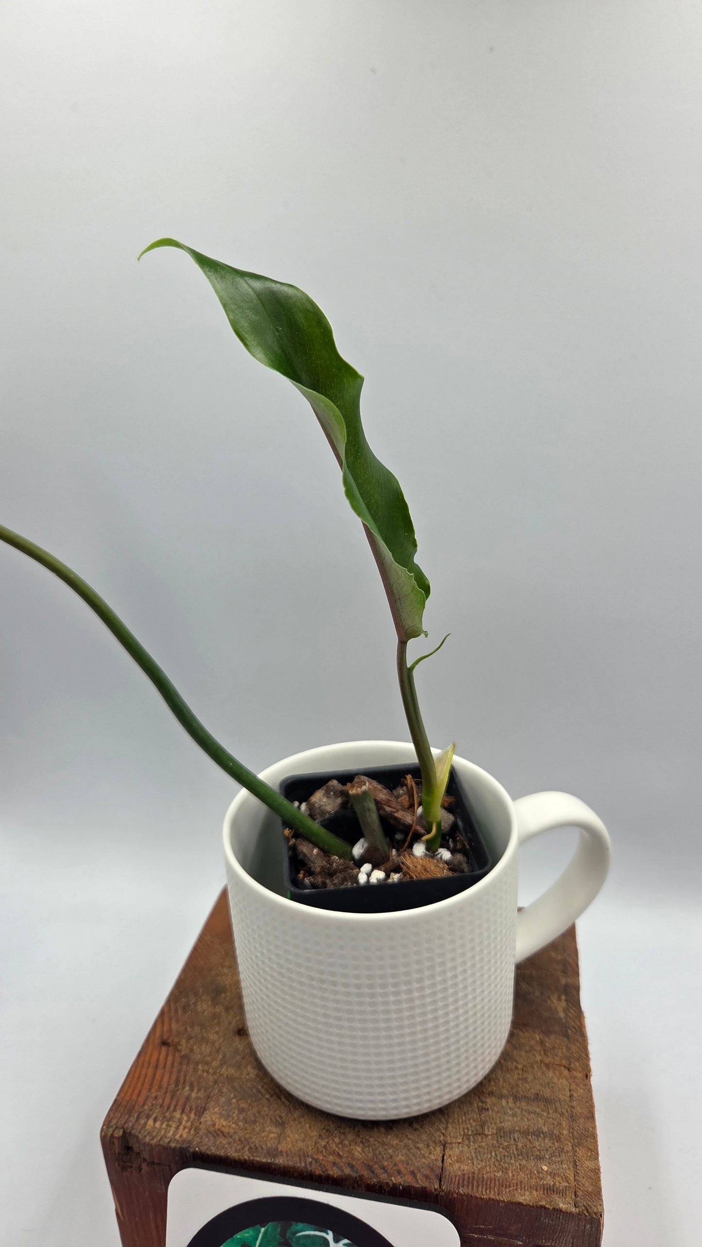 Philodendron Lavinia /(Paloraense cf X Tortum) (PHI-1079)