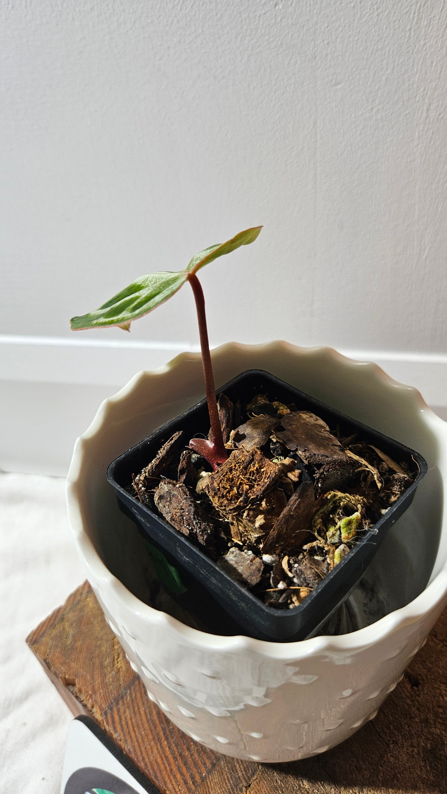 Anthurium Domino Hybrid "format PETIT" (ANT-622)