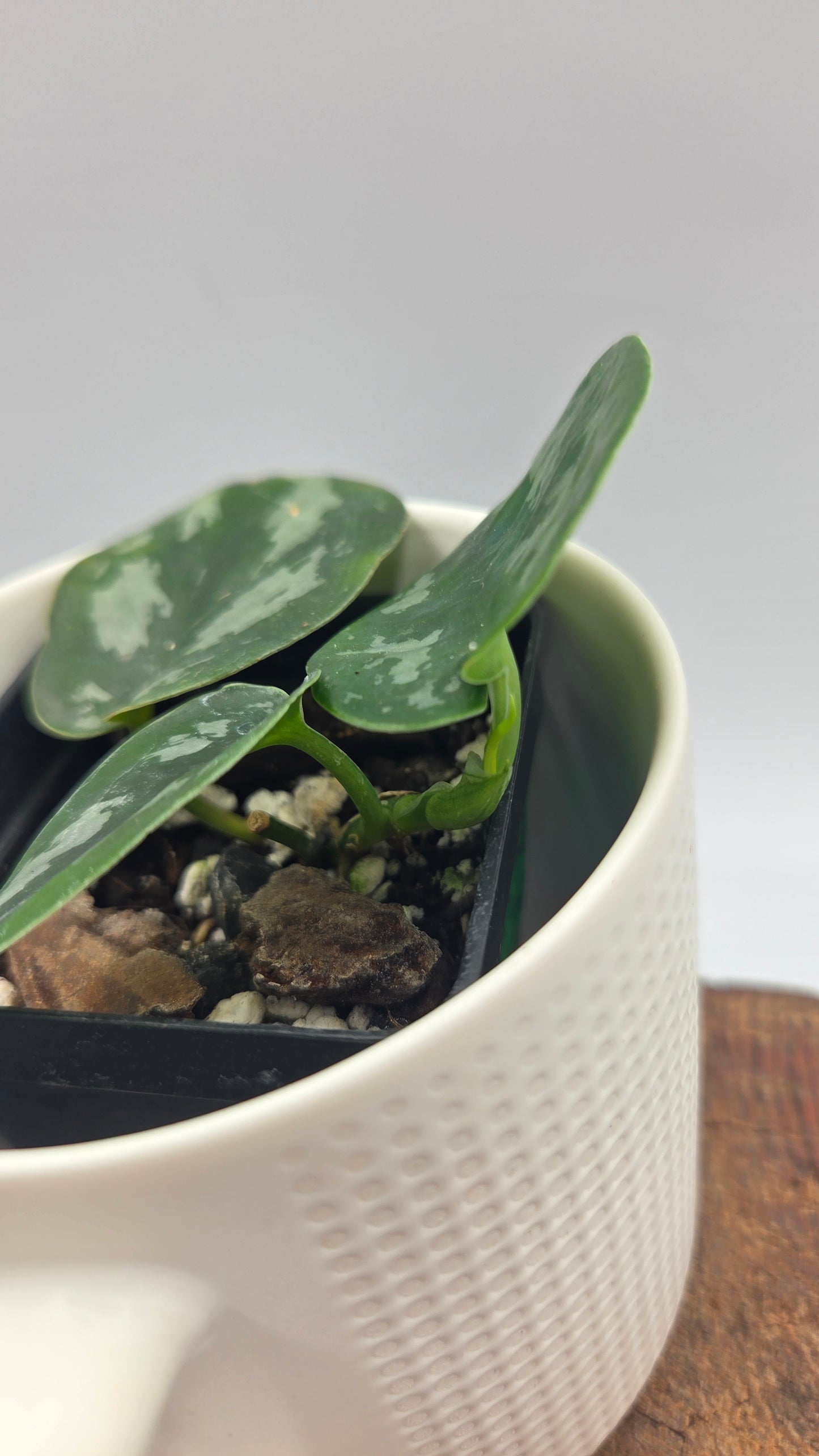 Scindapsus Black Exotica (SCI-1491)