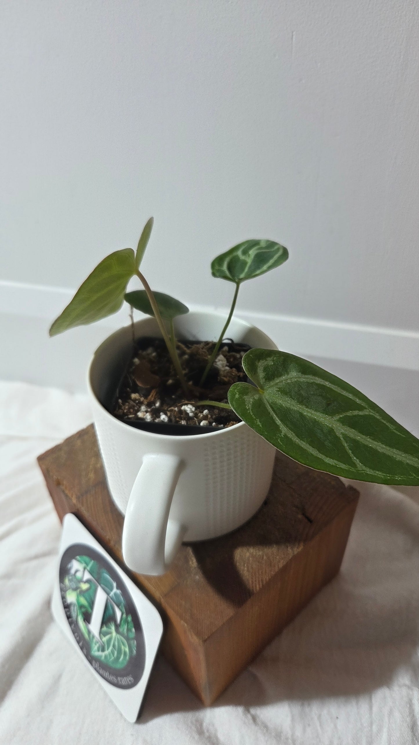 Anthurium Magnificum Radiante "format PETIT"(ANT-647)