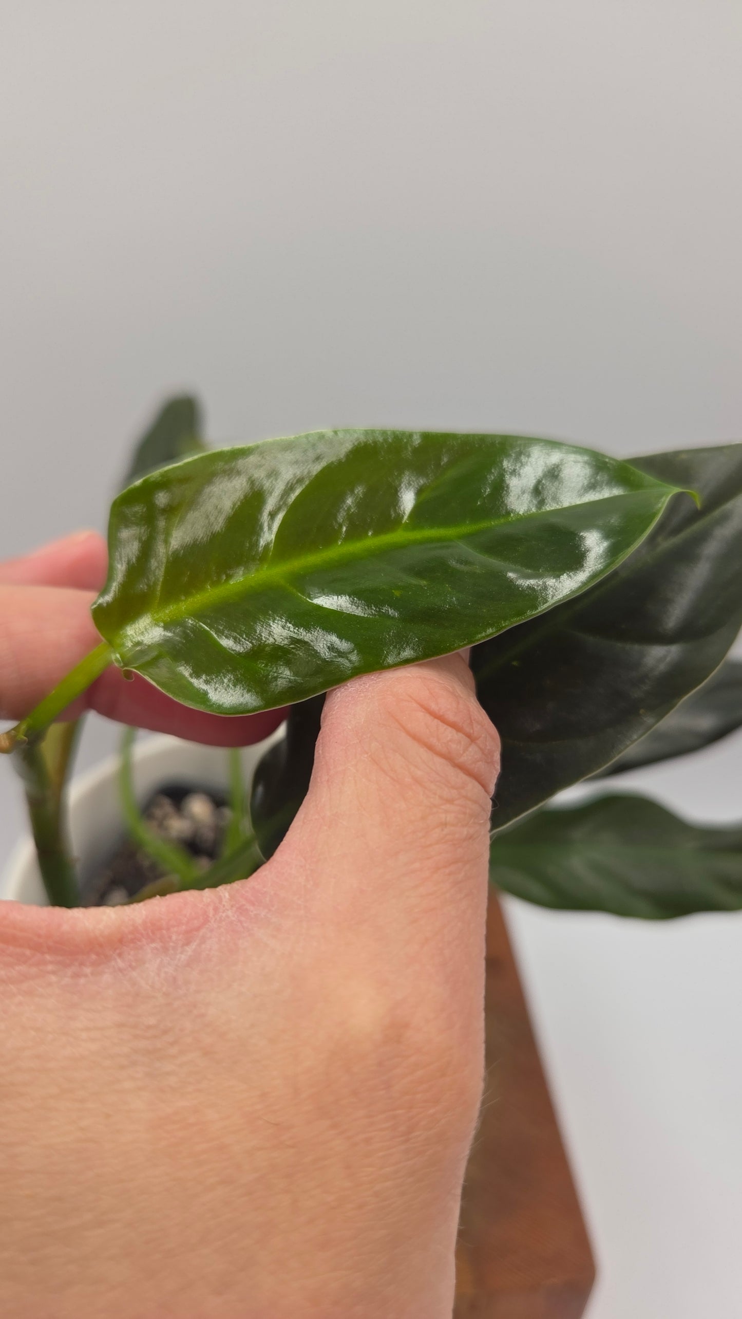 Philodendron Subhastatum Blood (PHI-1028)