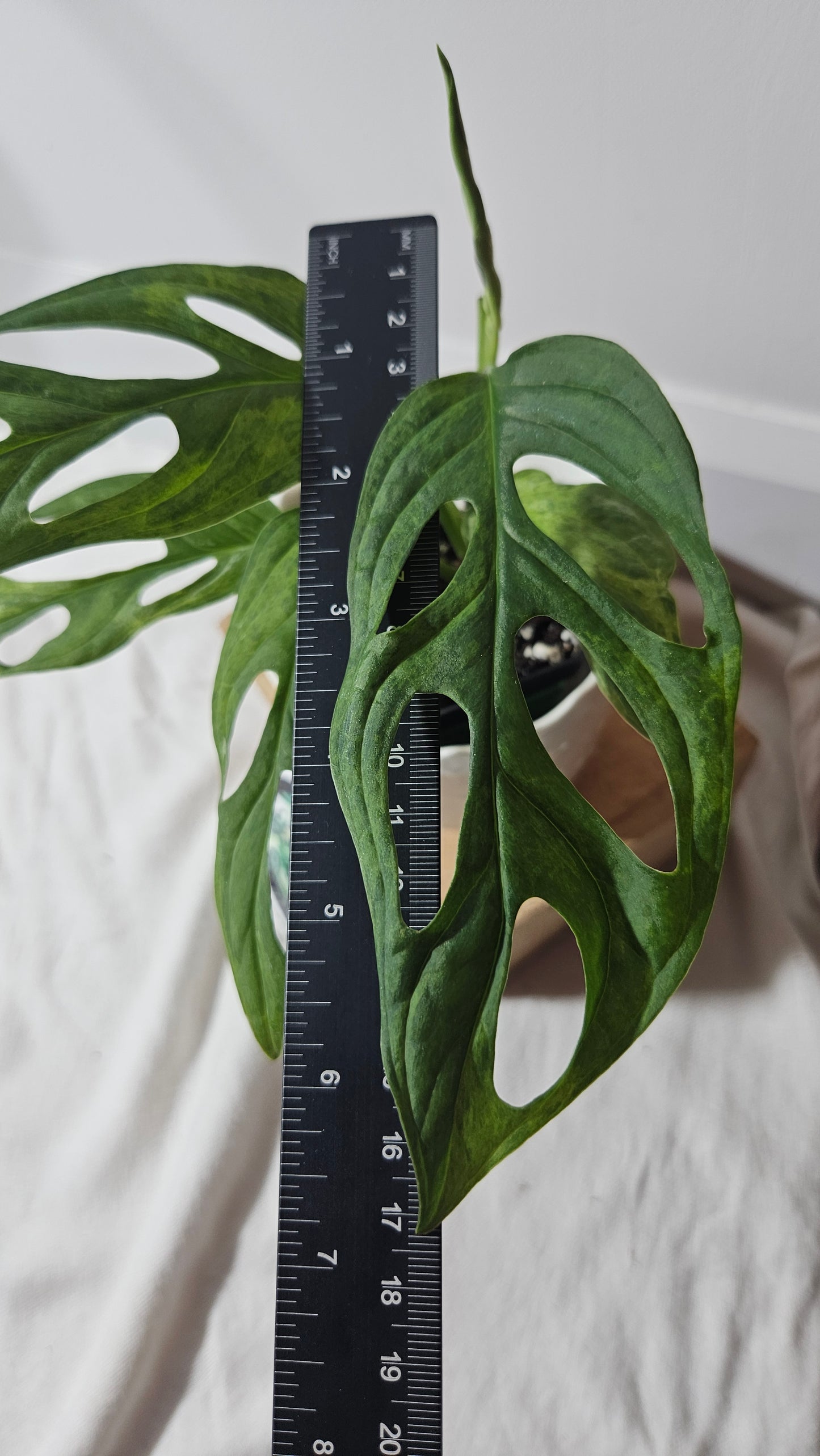 Monstera Andasonii Mint/Indo (MON-351)