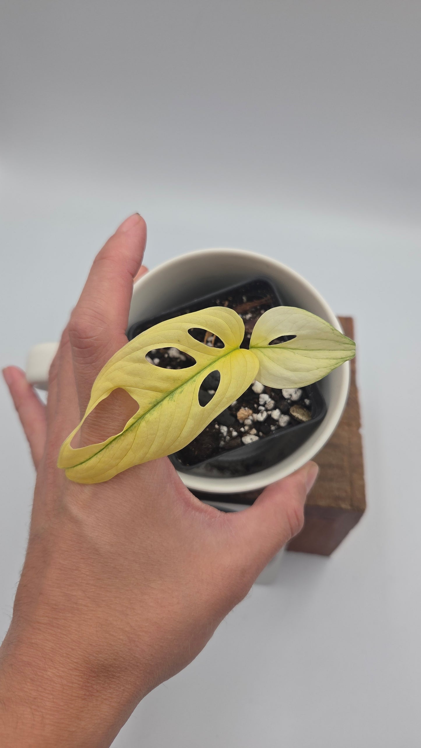 Monstera Andasonii Archipelago Ghost (MON-564)