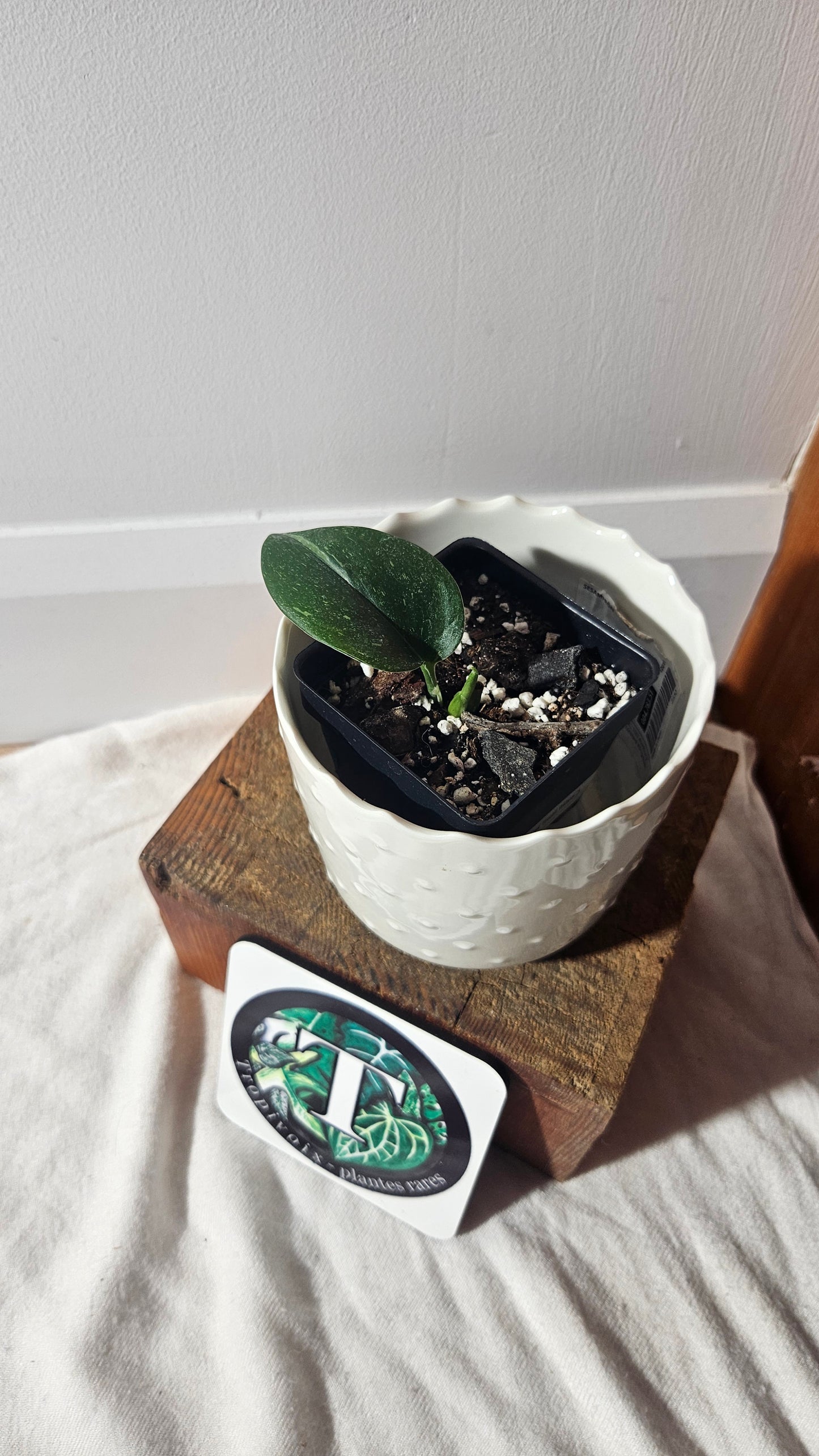 Scindapsus Treubii Galaxy (SCI-934)