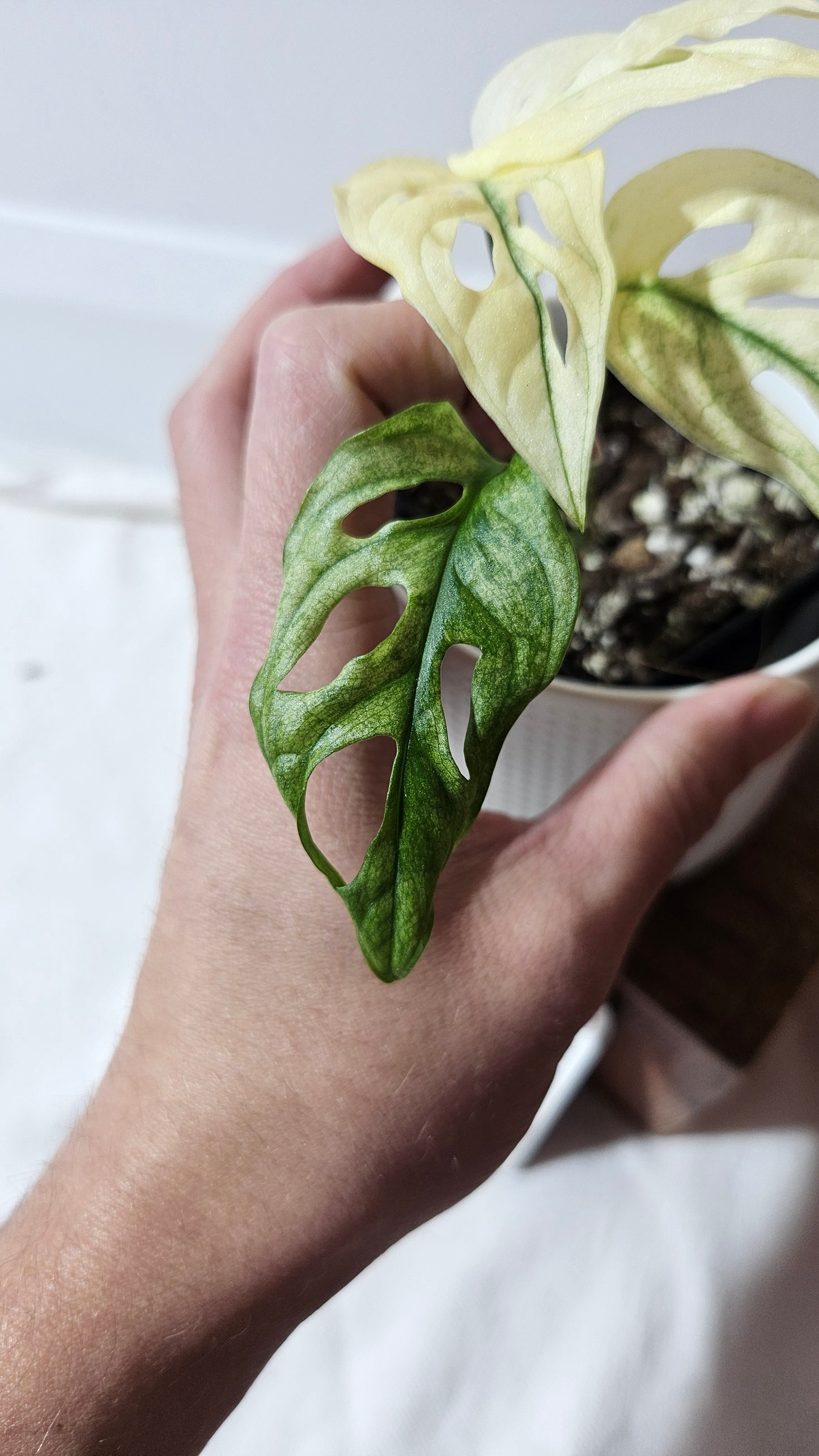 Monstera Andasonii Archipelago Ghost (MON-417)