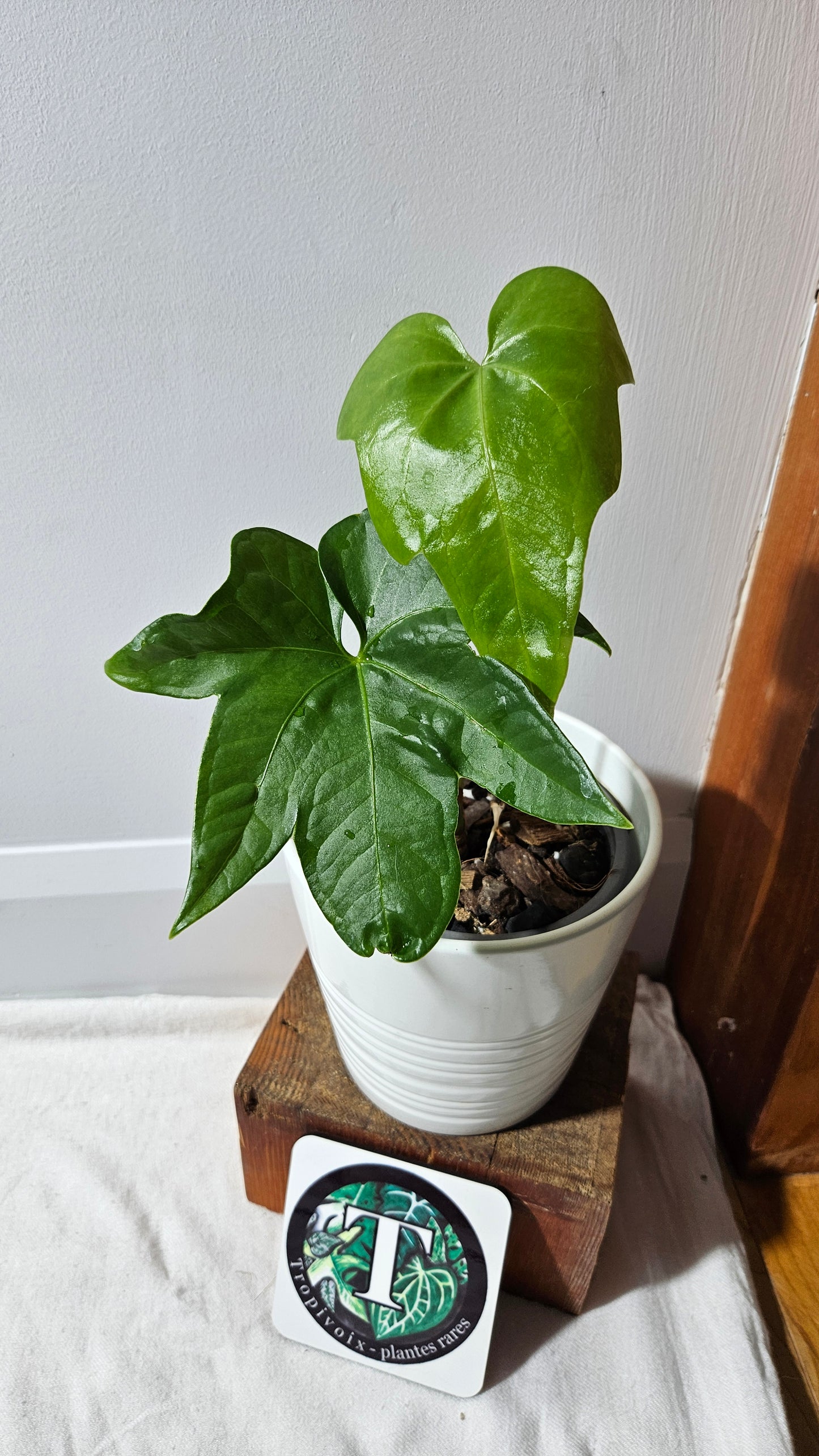 Anthurium Pterodactyl "format MOYEN" (ANT-554)