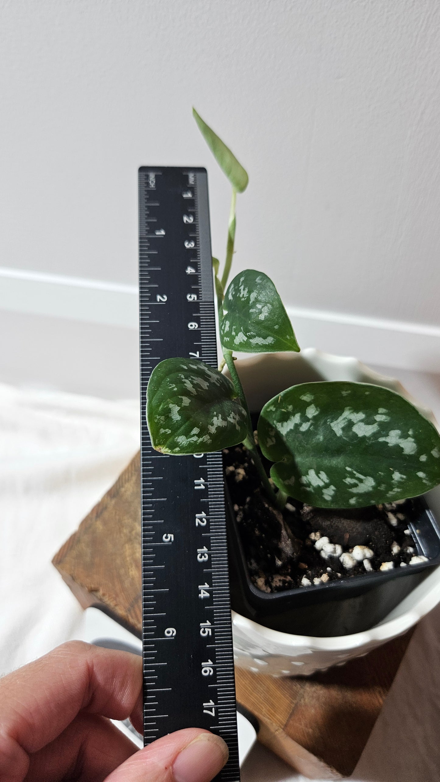 Scindapsus Black Exotica (SCI-1332)