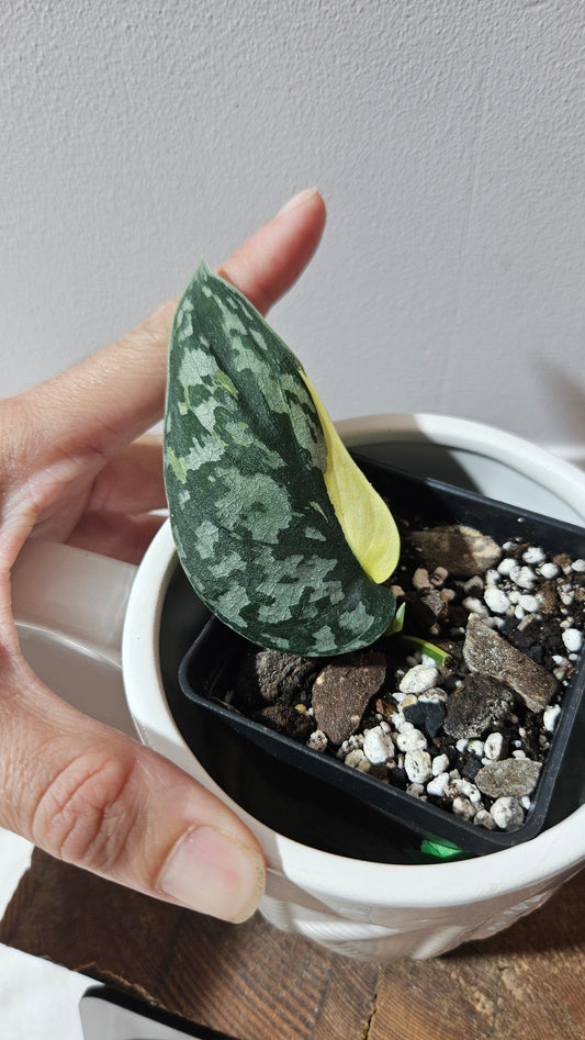 Scindapsus Mayari (SCI-1199)