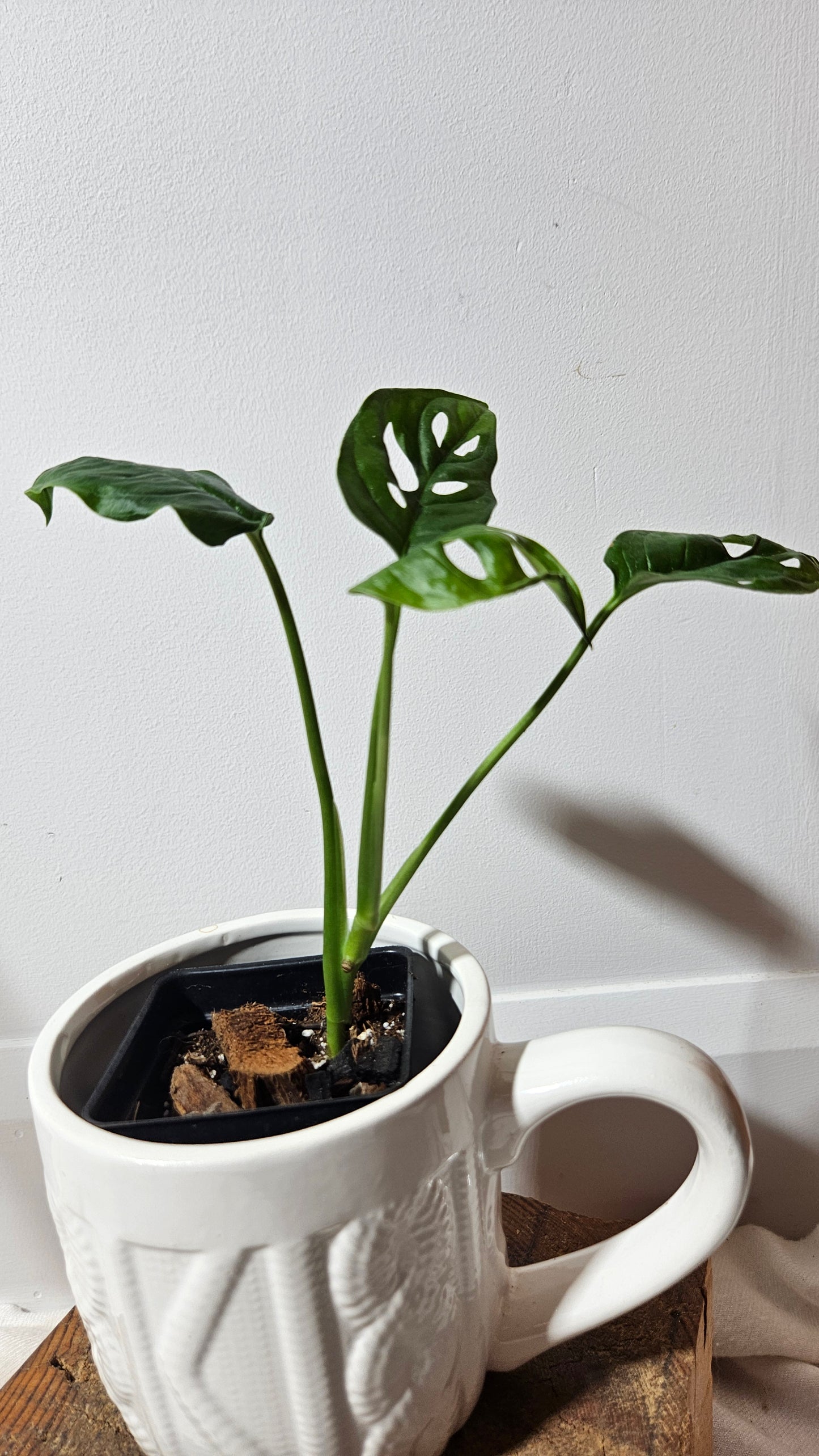 Monstera Aff Tena (MON-242)