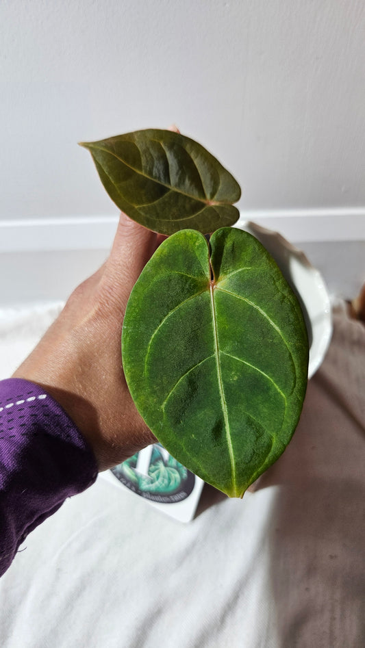 Anthurium Hoffmanii Red Dot (ANT-468)