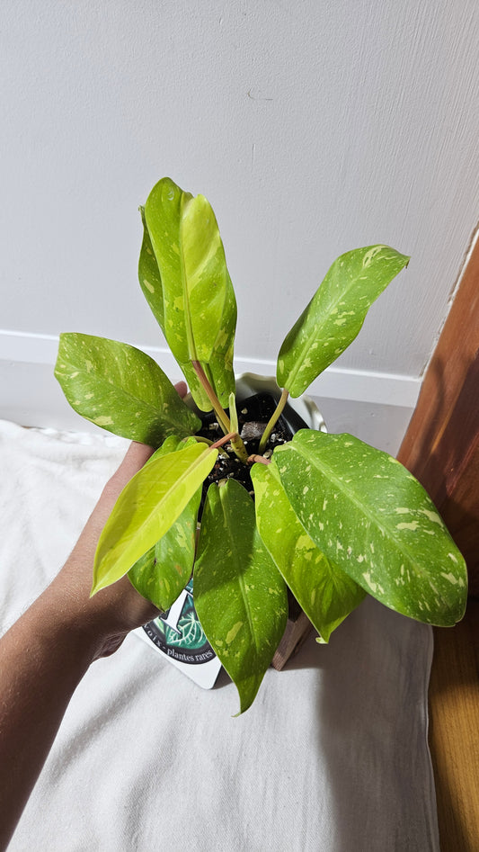 Philodendron Golden Goldness (PHI-919)