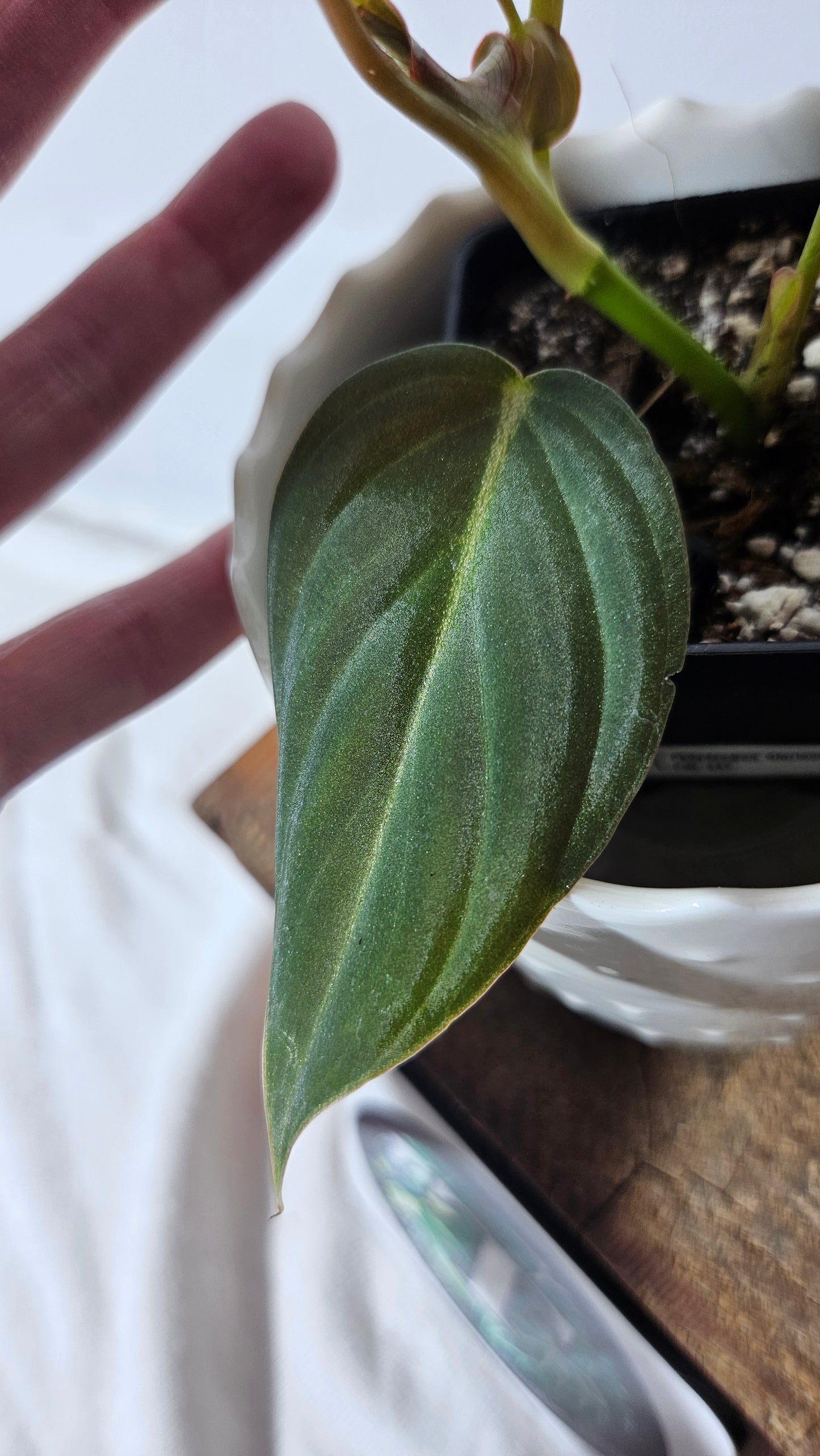 Philodendron Glorious (PHI-637)