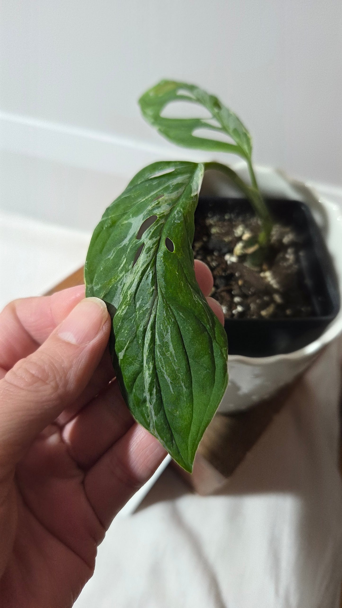 Monstera Andasonii Mint/Indo (MON-499)