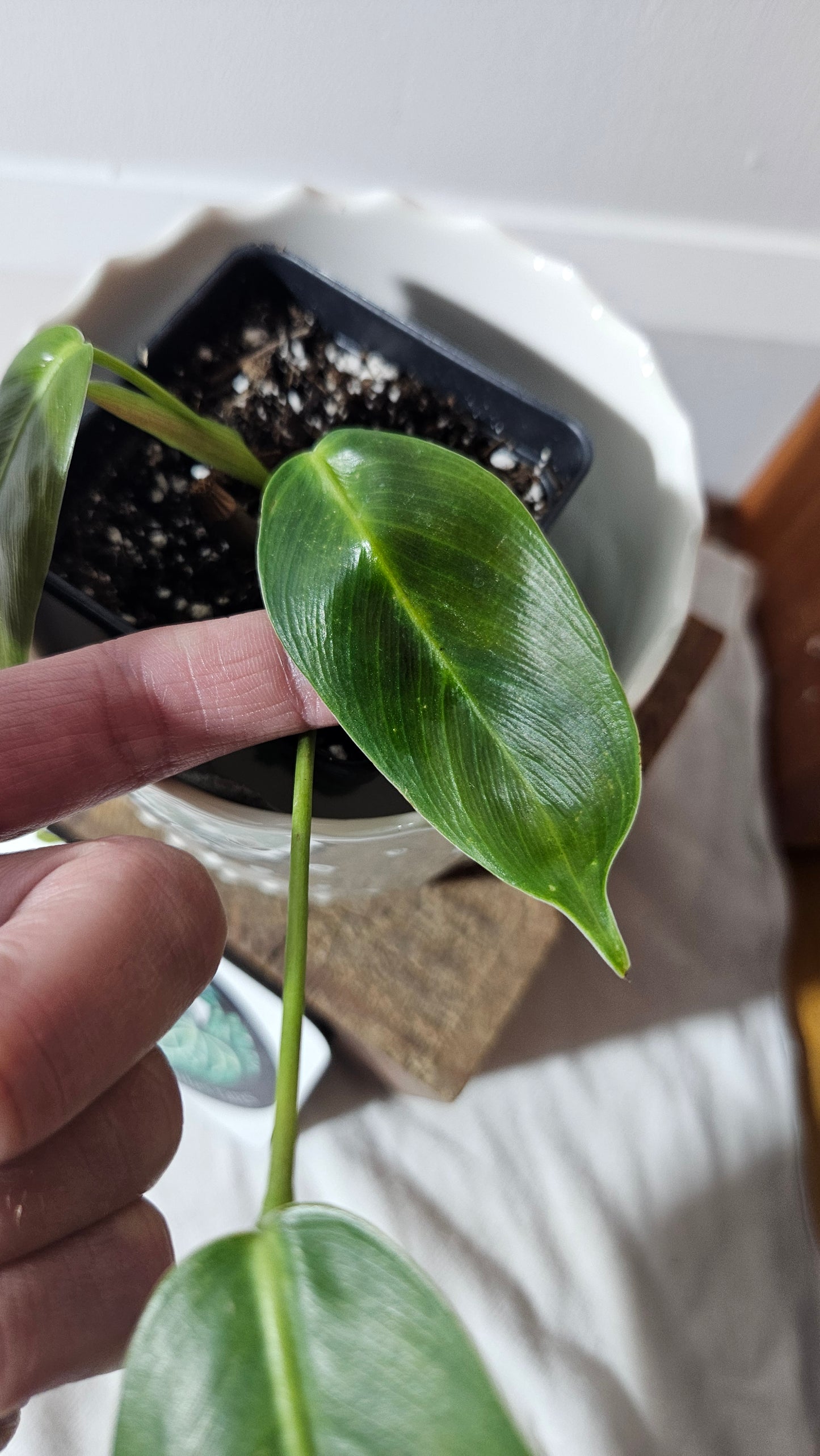 Philodendron Patriciae Black (PHI-763)