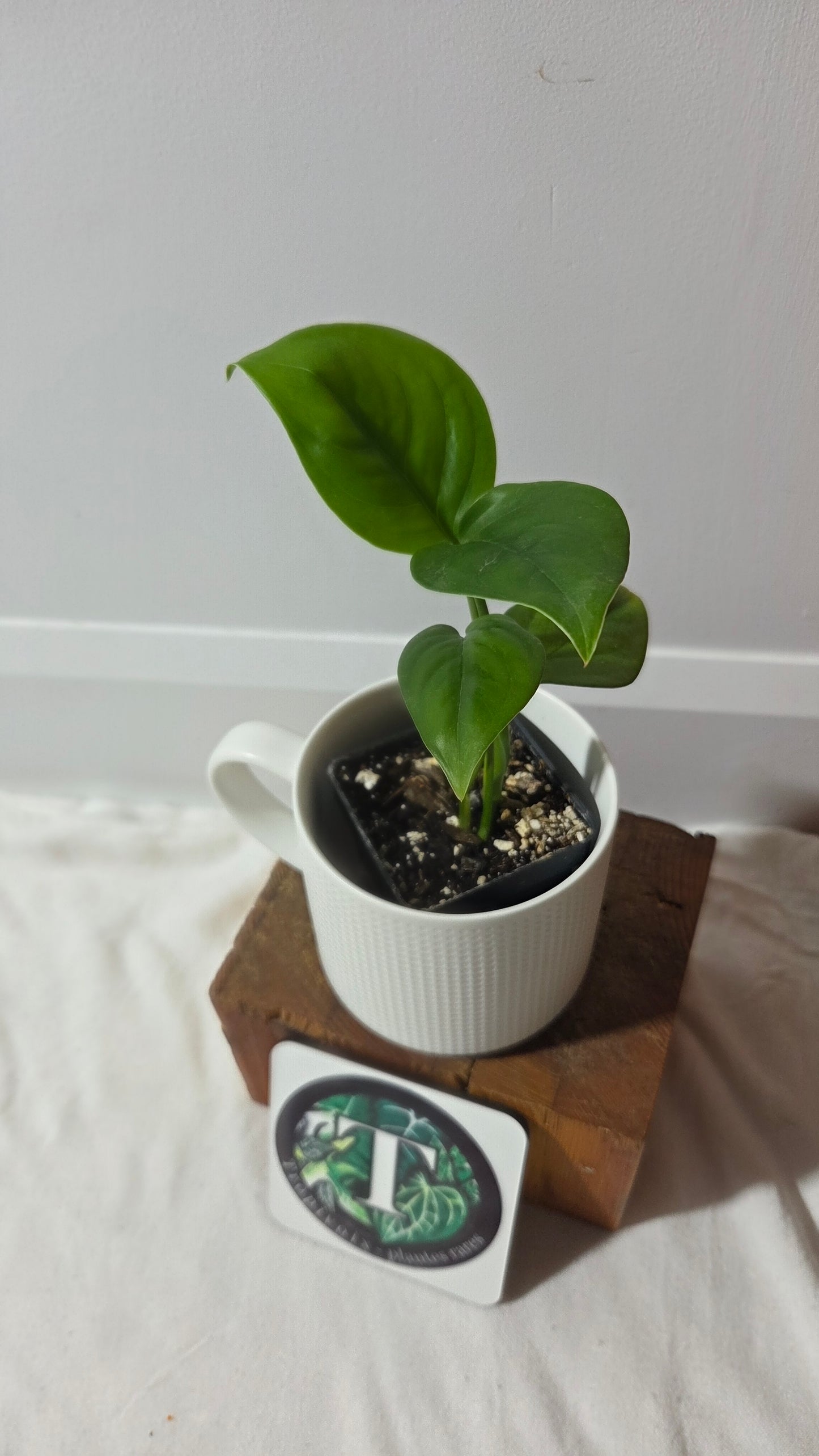 Monstera Lechleriana  (MON-529)