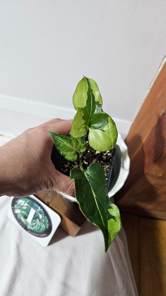 Syngonium Green Beauty (SYN-446)