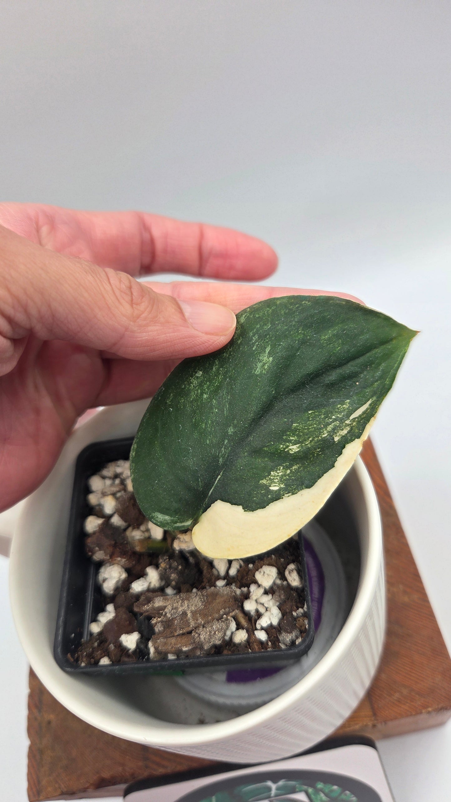 Scindapsus Jade Satin Albo (SCI-927)