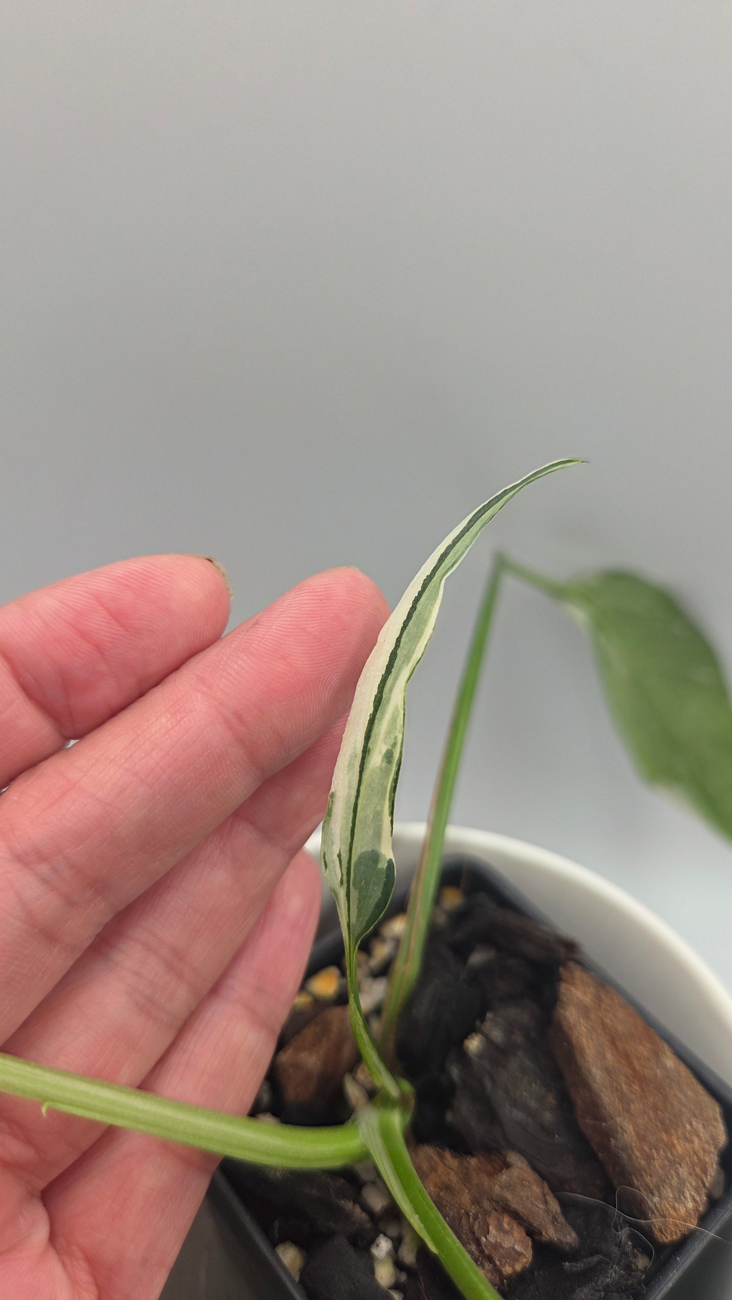 Epipremnum pinnatum Albo (EPI-248)