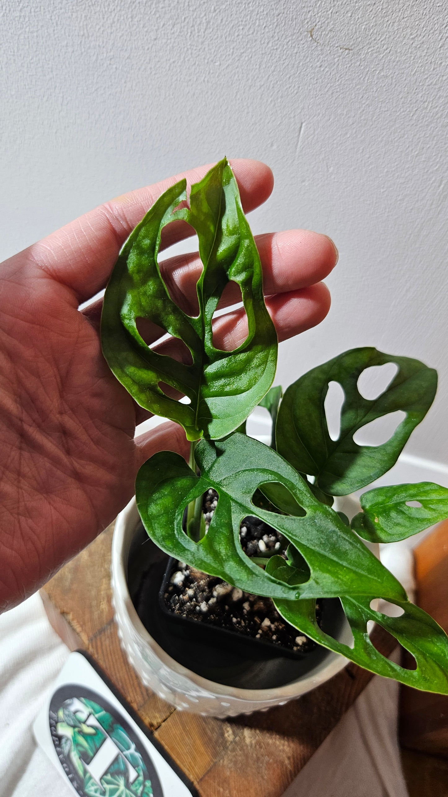 Monstera Obliqua Aff Patchicutza (MON-431)