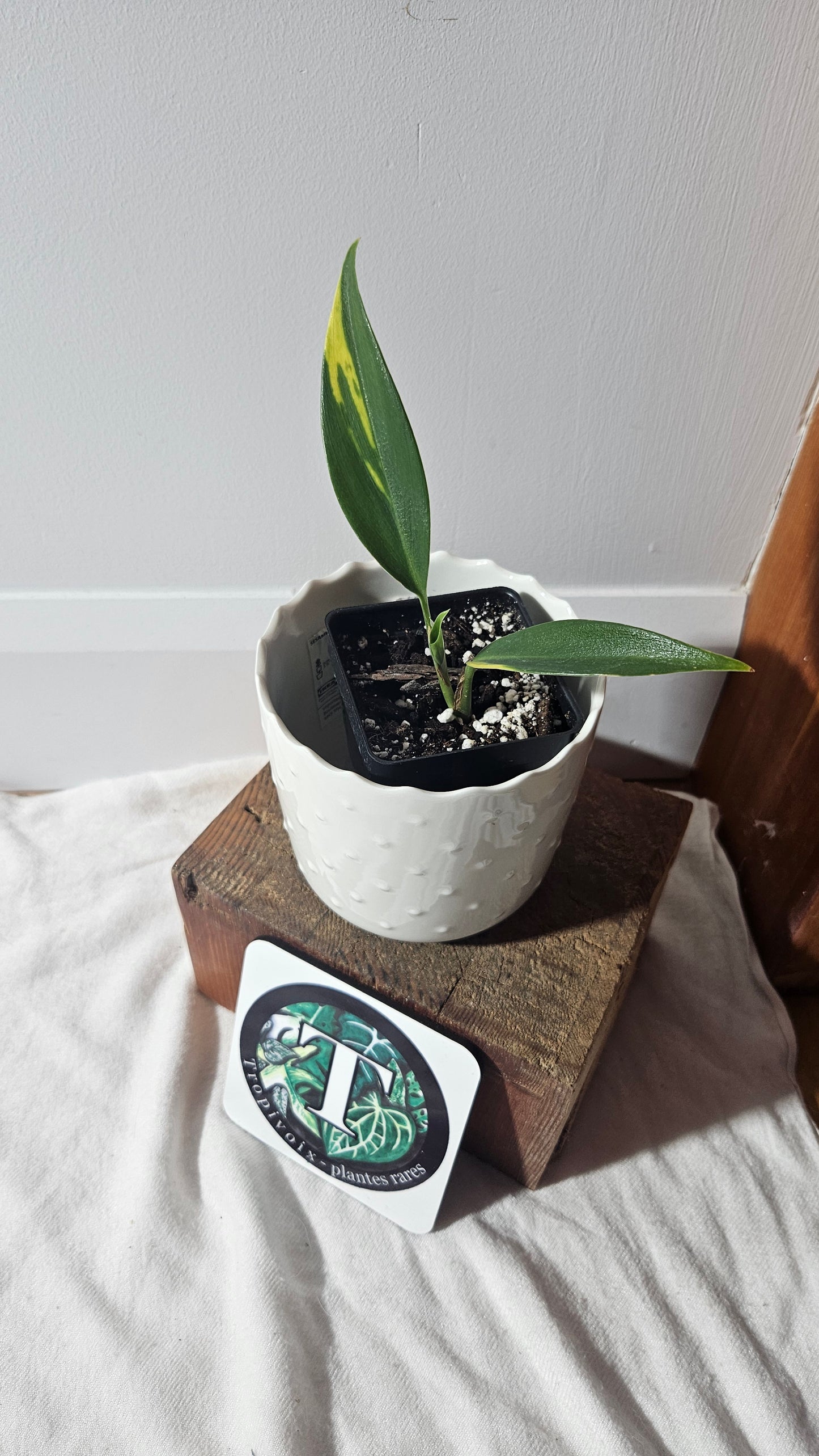 Scindapsus Coriaceus Aurea(SCI-938)