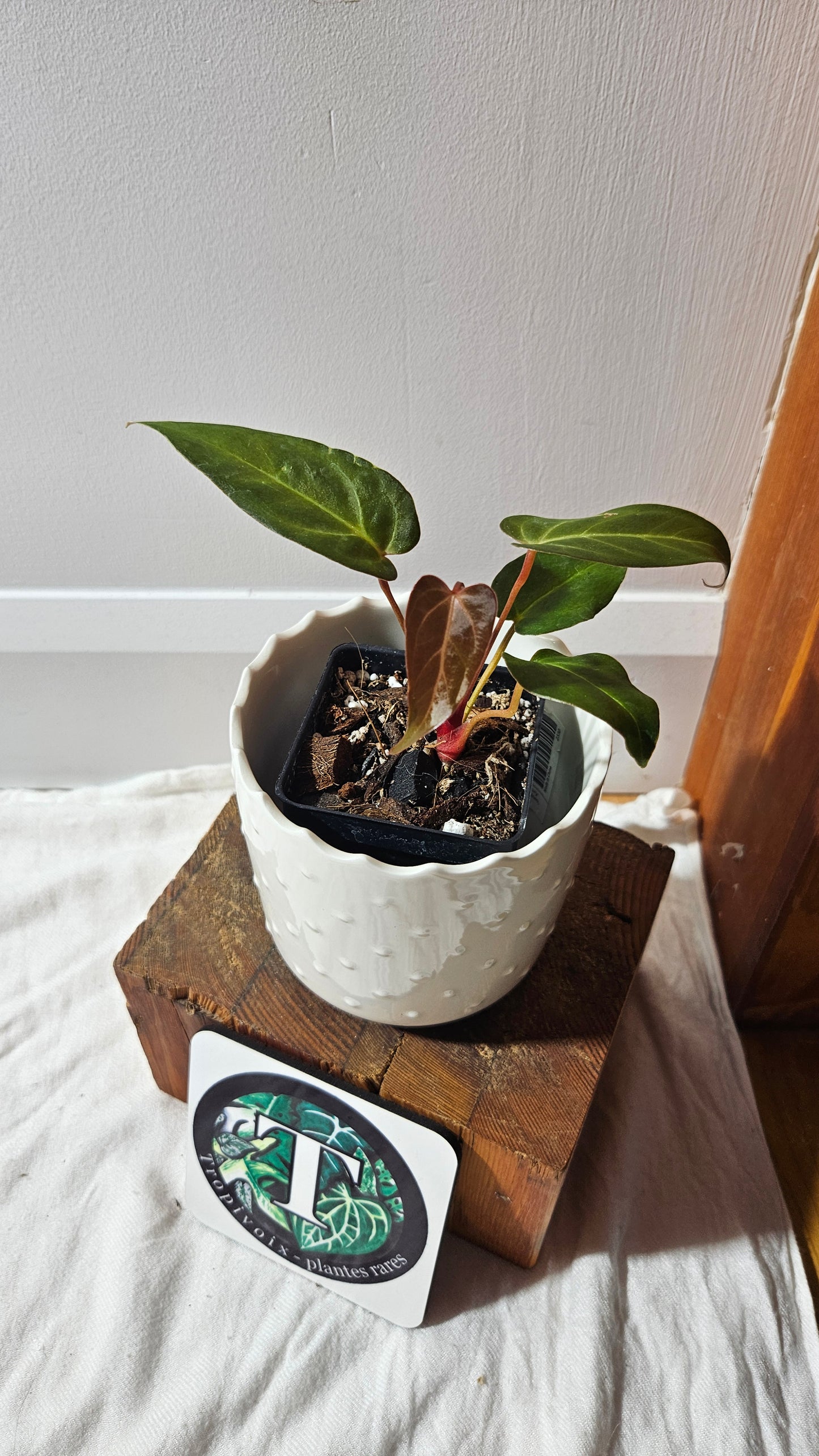 Anthurium Papillilaminum Red Stem  "format PETIT" (ANT-592)