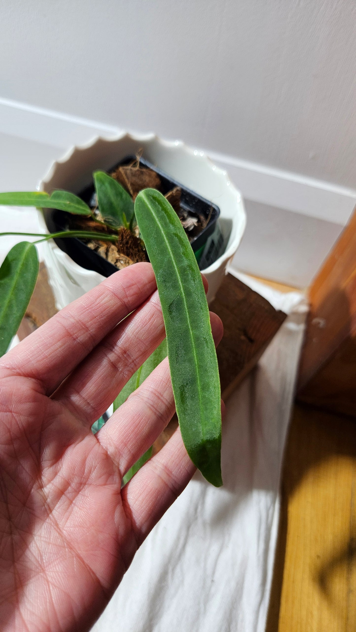 Anthurium Pallidiflorum Narrow "format PETIT"(ANT-597)