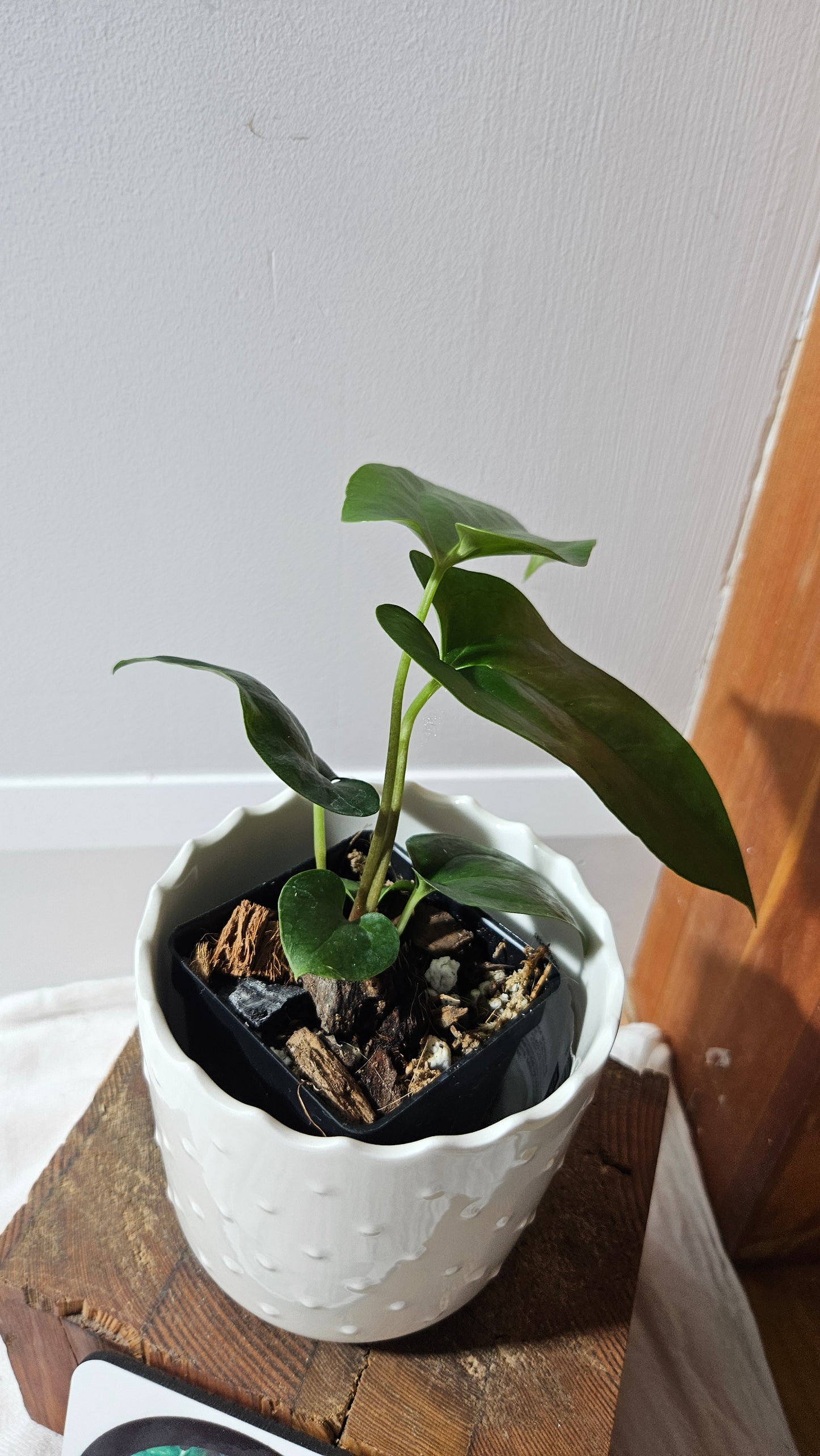 Anthurium Sagittatum Purple "format MOYEN"(ANT-617)