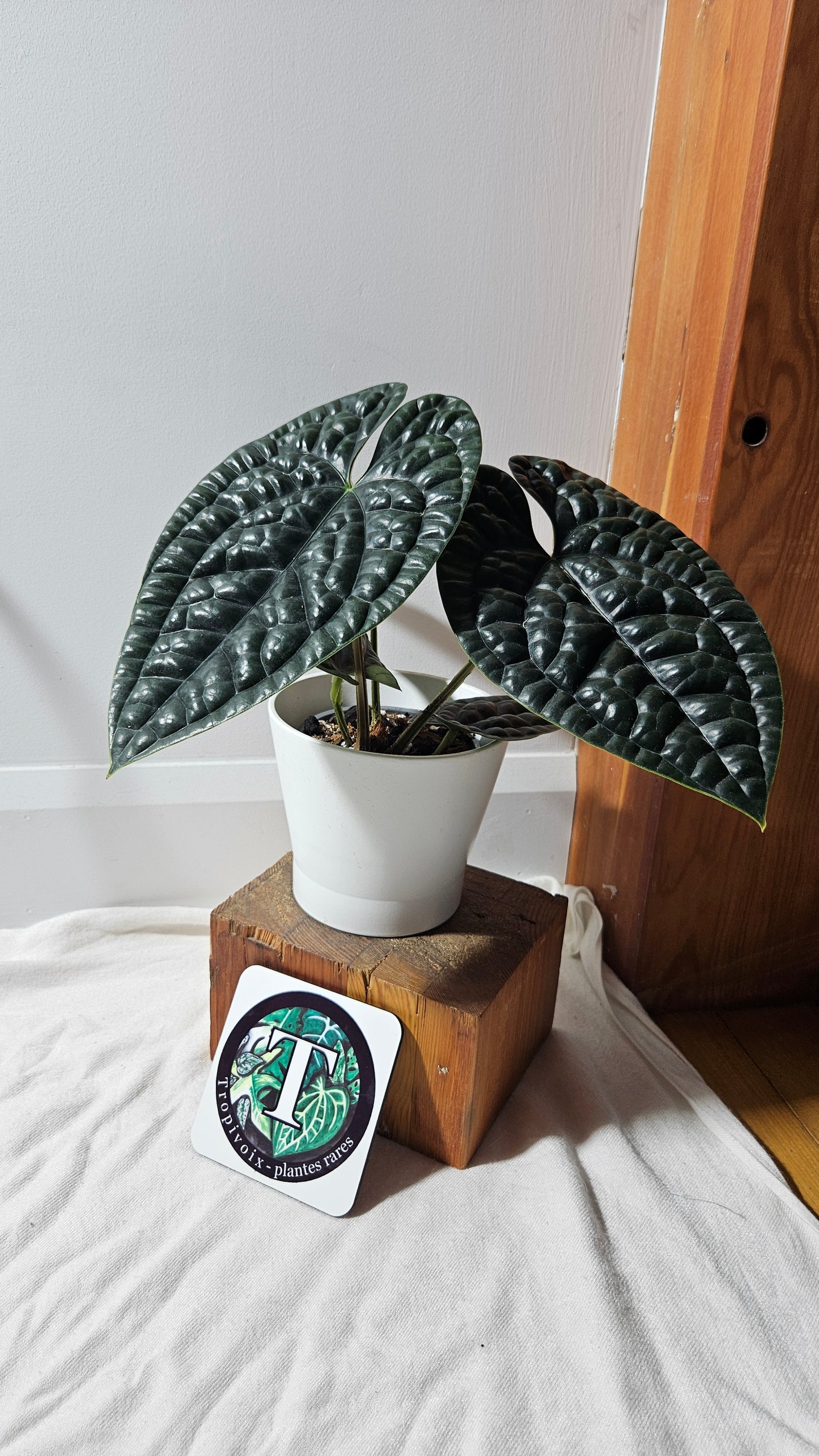 Anthurium Luxurians Chocolate "format LARGE" (ANT-277)