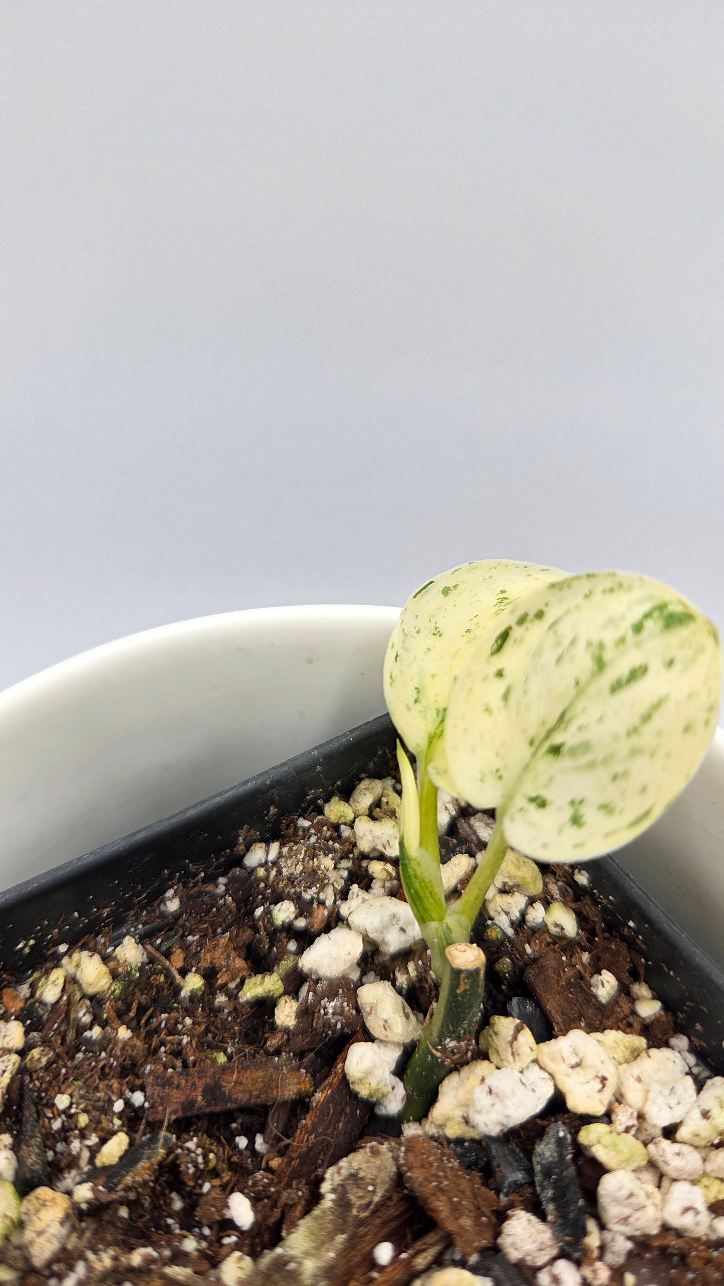 Scindapsus Blue Splash Variegata (SCI-1455)