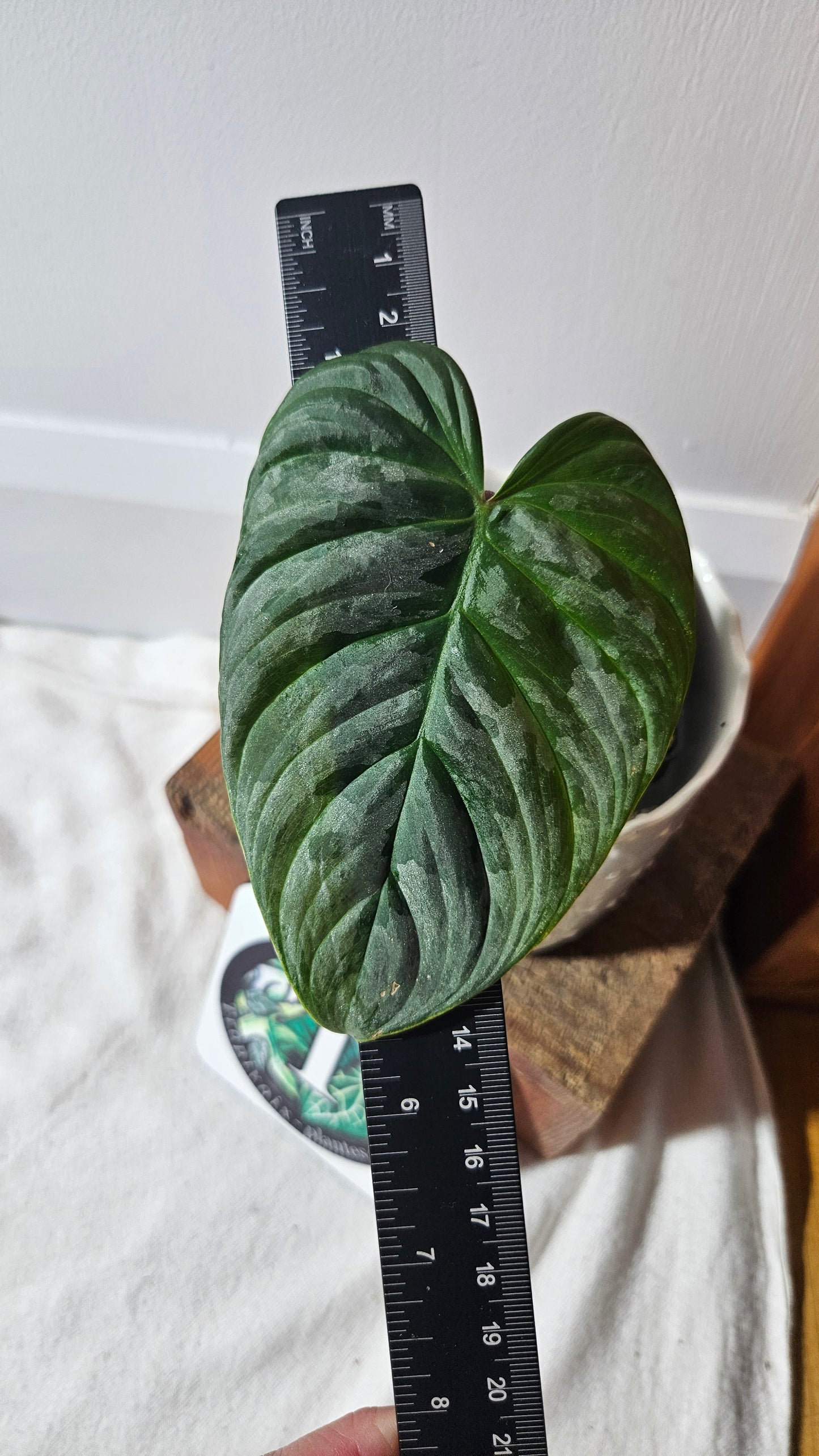 Philodendron Majestic (PHI-779)