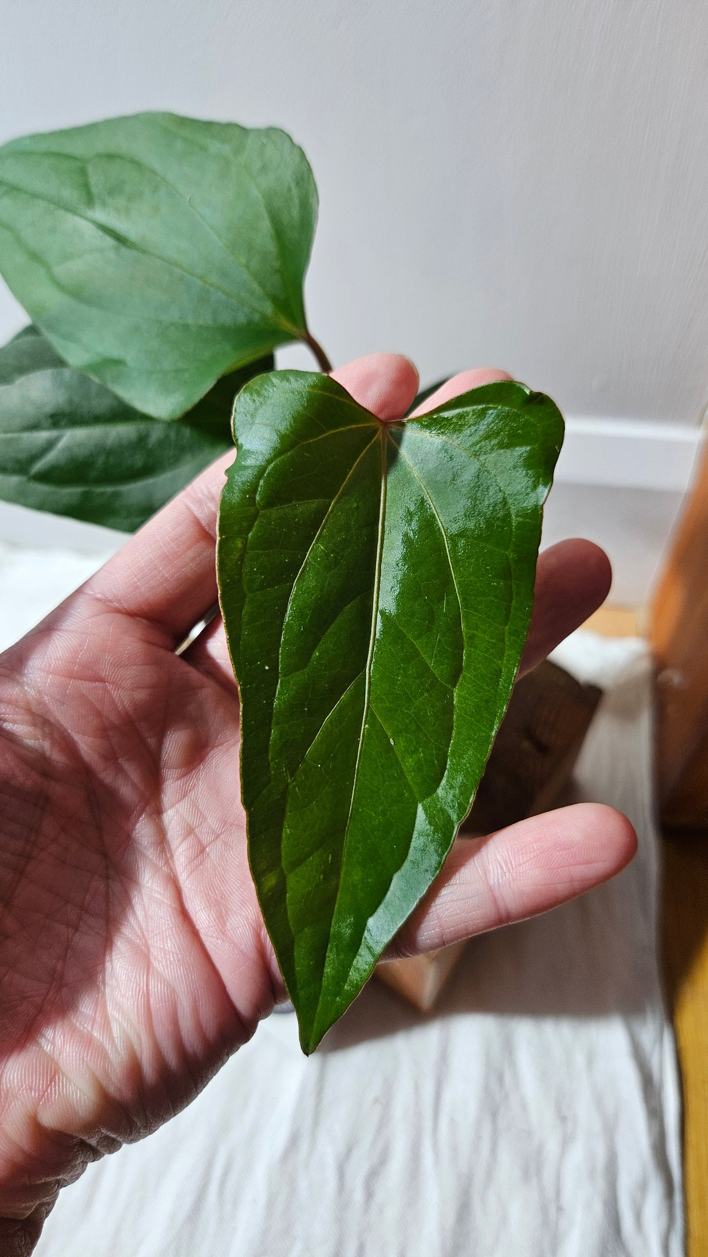 Anthurium Sagittatum Purple "format MOYEN"(ANT-616)