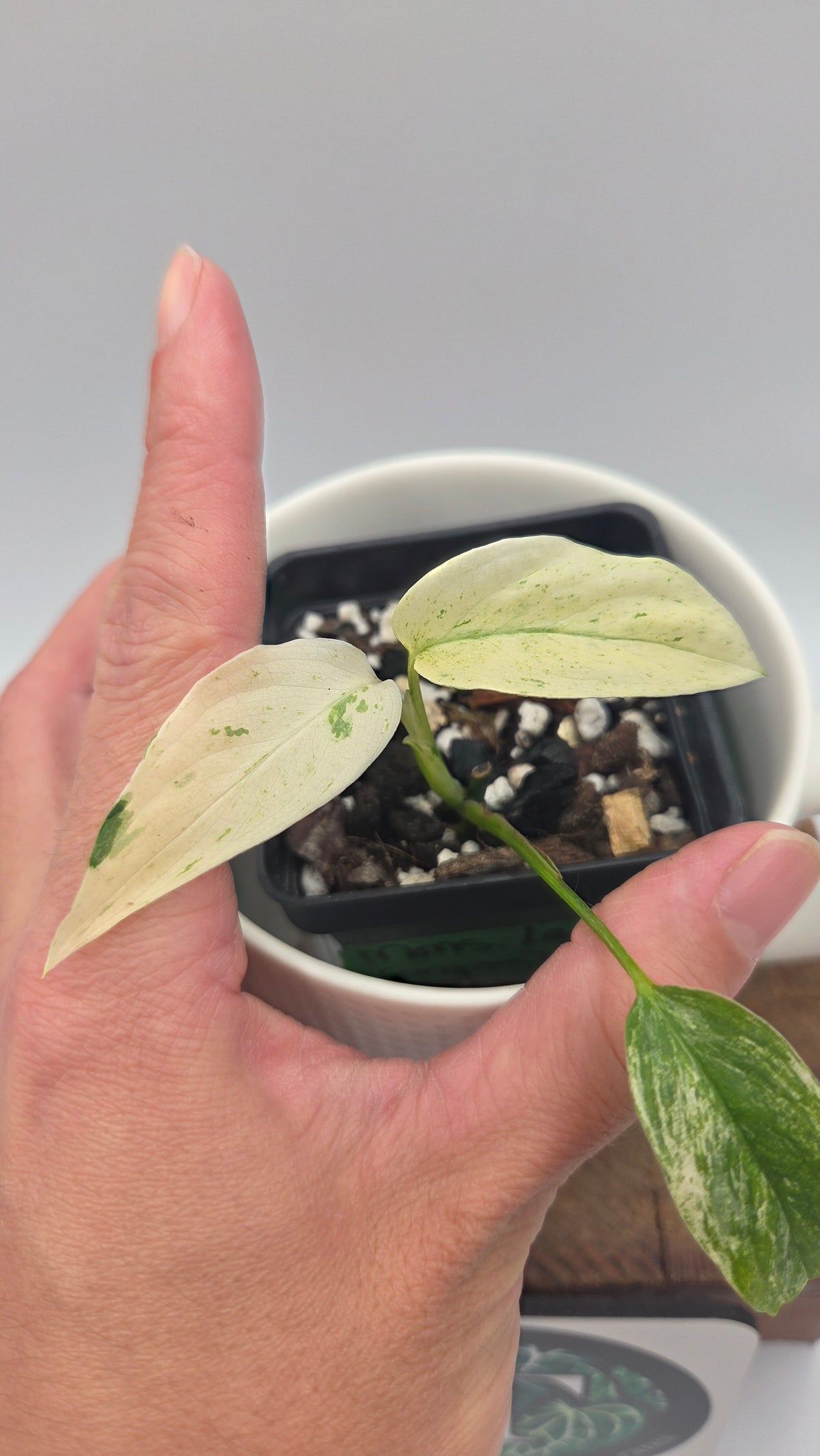 Monstera Laniata Mint (MON-577)