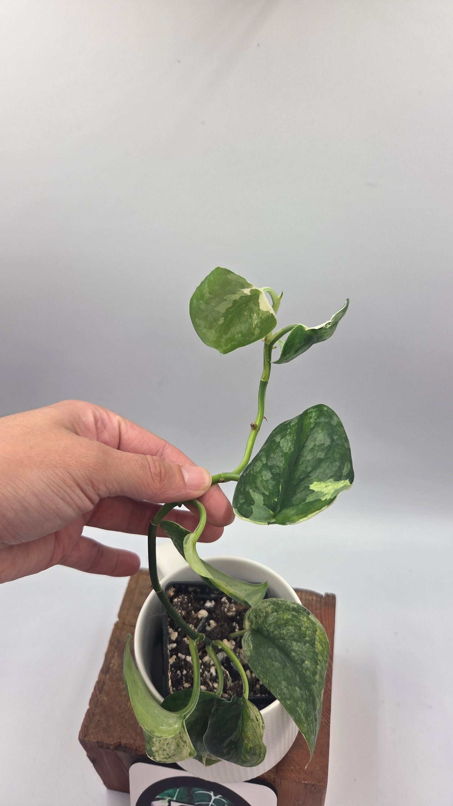 Scindapsus Dark Splash Variegata (SCI-850)