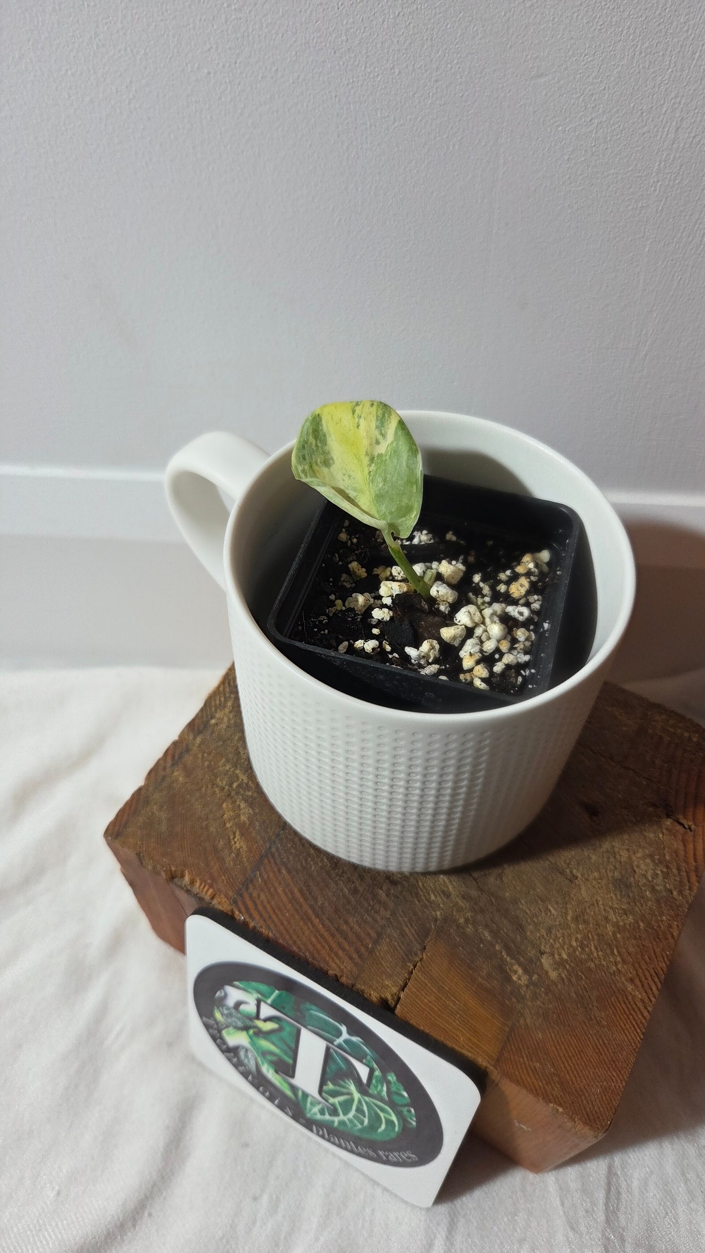 Scindapsus Exotica Salaka Variegata (SCI-1405)