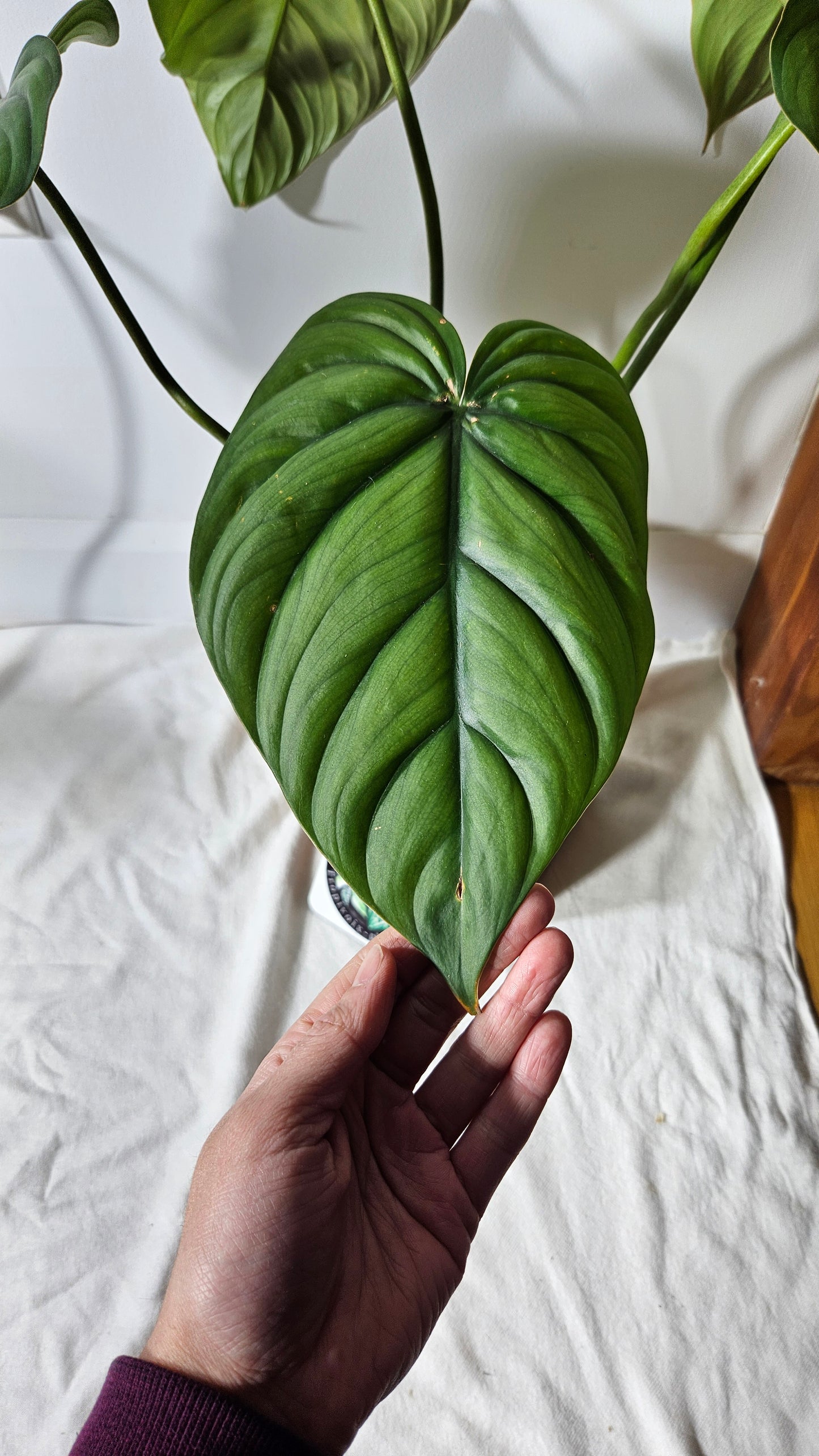 Philodendron Aff Colombia Black(PHI-638)